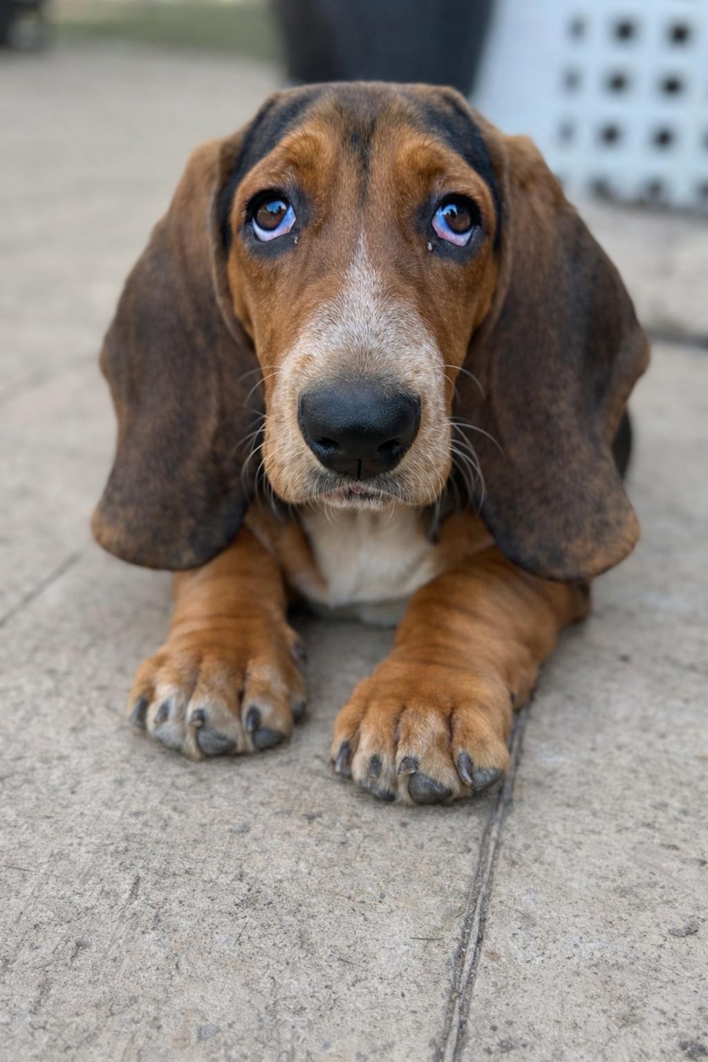 Enlarge Clementine, a Adoptable Basset Hound in Alexandria , VA image 1/3