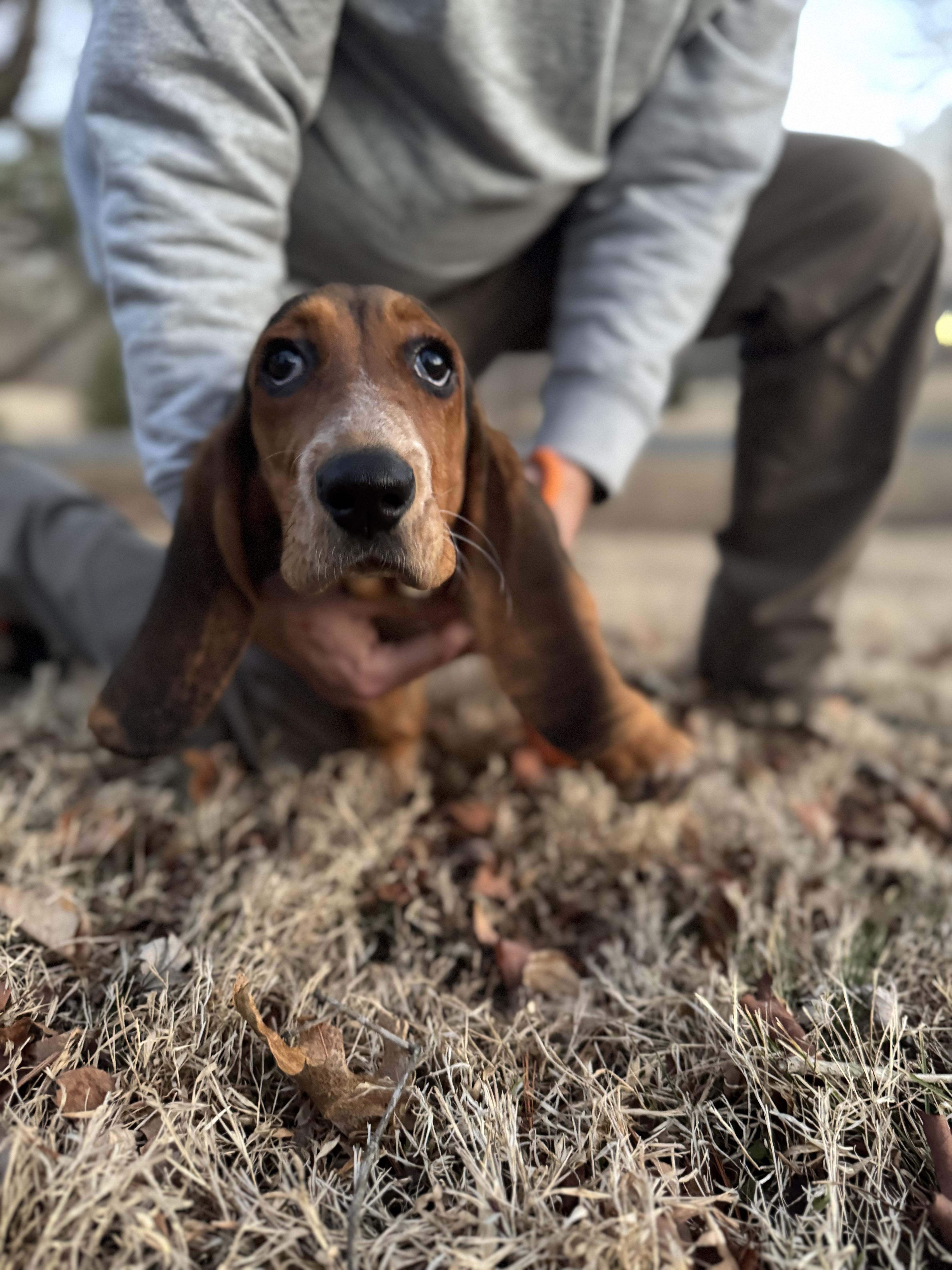 Enlarge Clementine, a Adoptable Basset Hound in Alexandria , VA image 2/3
