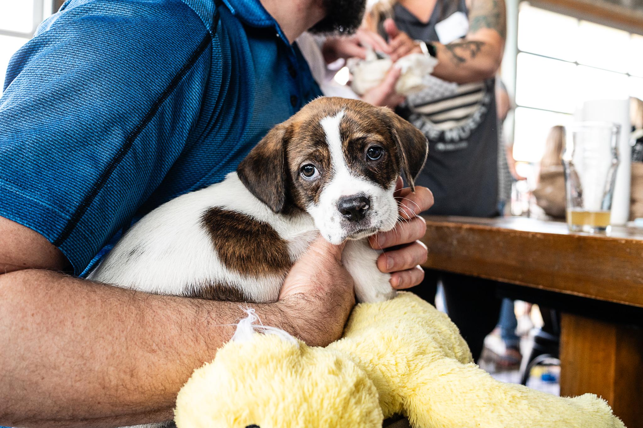 Enlarge Radley, a ADOPTABLE mixed breed in Minneapolis, MN image 3/6
