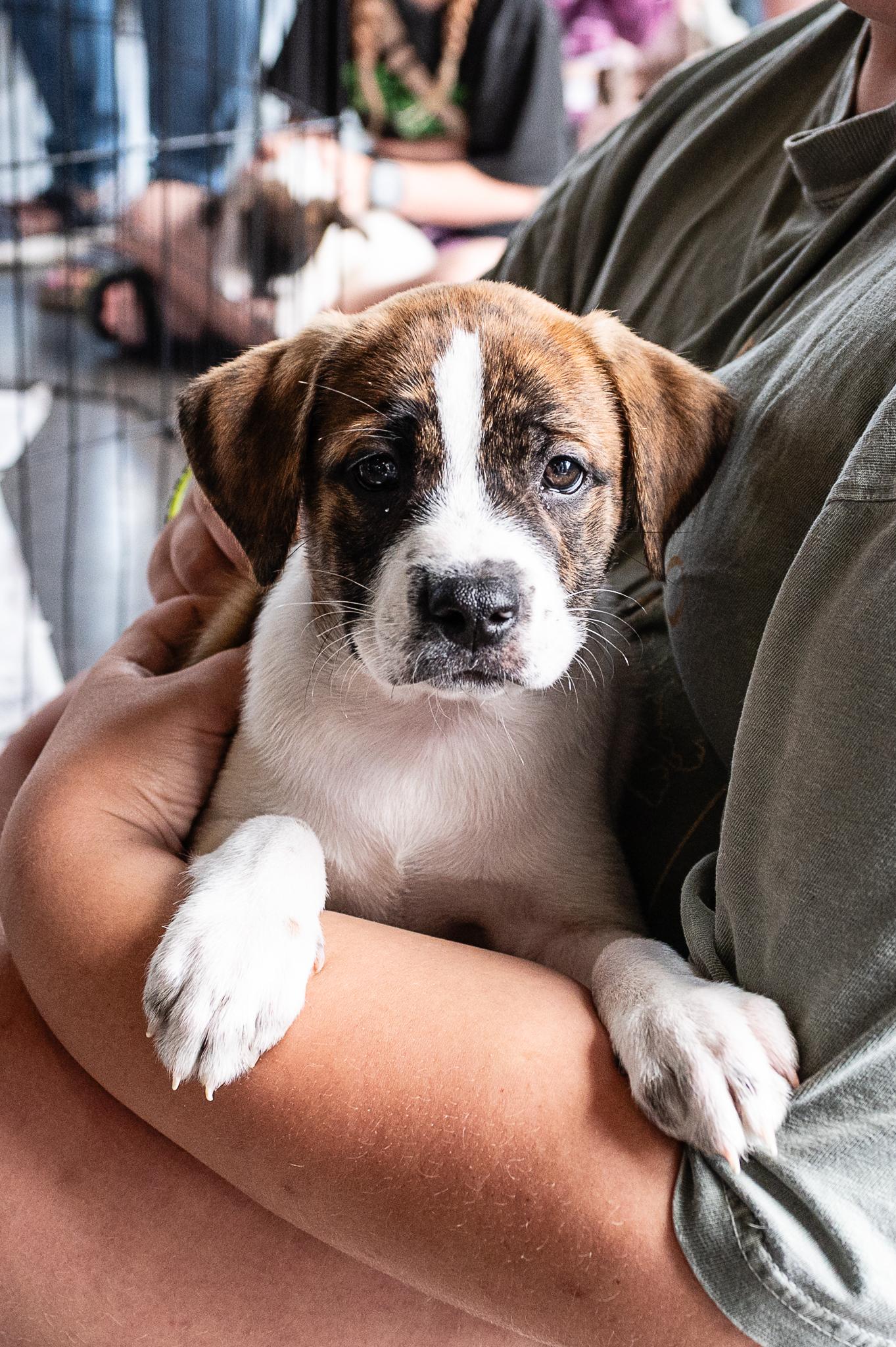 Enlarge Radley, a ADOPTABLE mixed breed in Minneapolis, MN image 1/6
