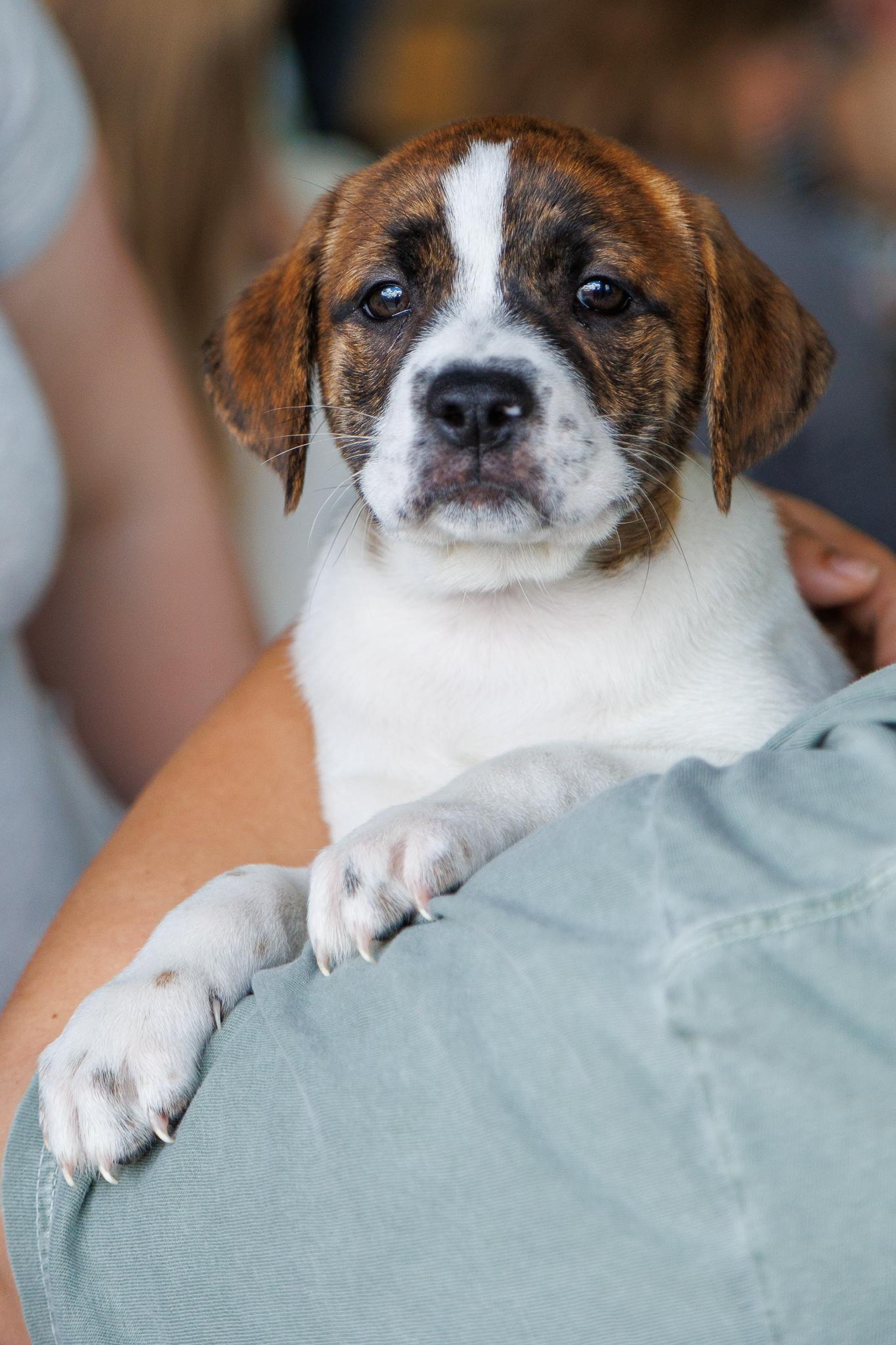 Enlarge Radley, a ADOPTABLE mixed breed in Minneapolis, MN image 2/6