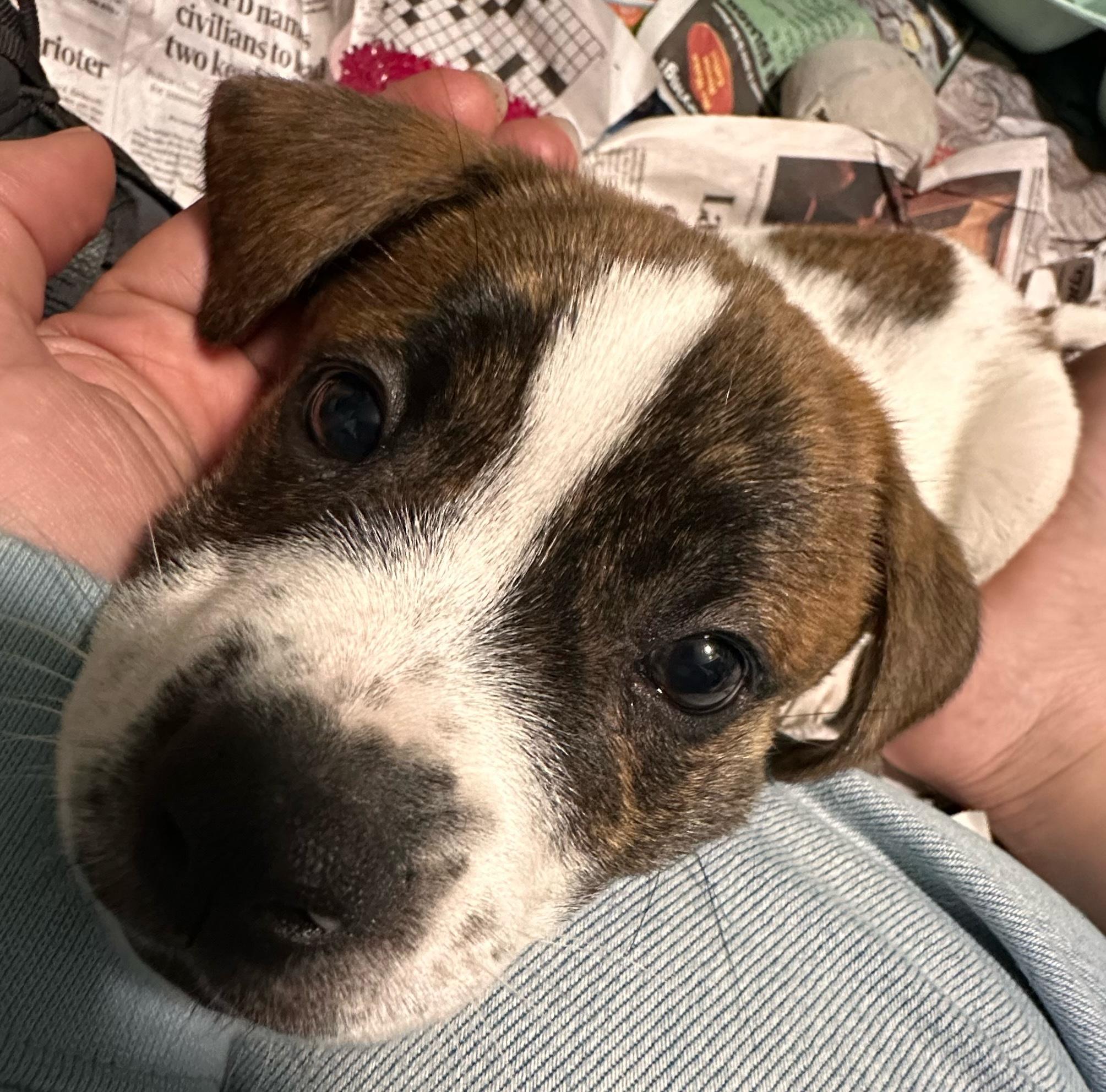 Enlarge Radley, a ADOPTABLE mixed breed in Minneapolis, MN image 6/6