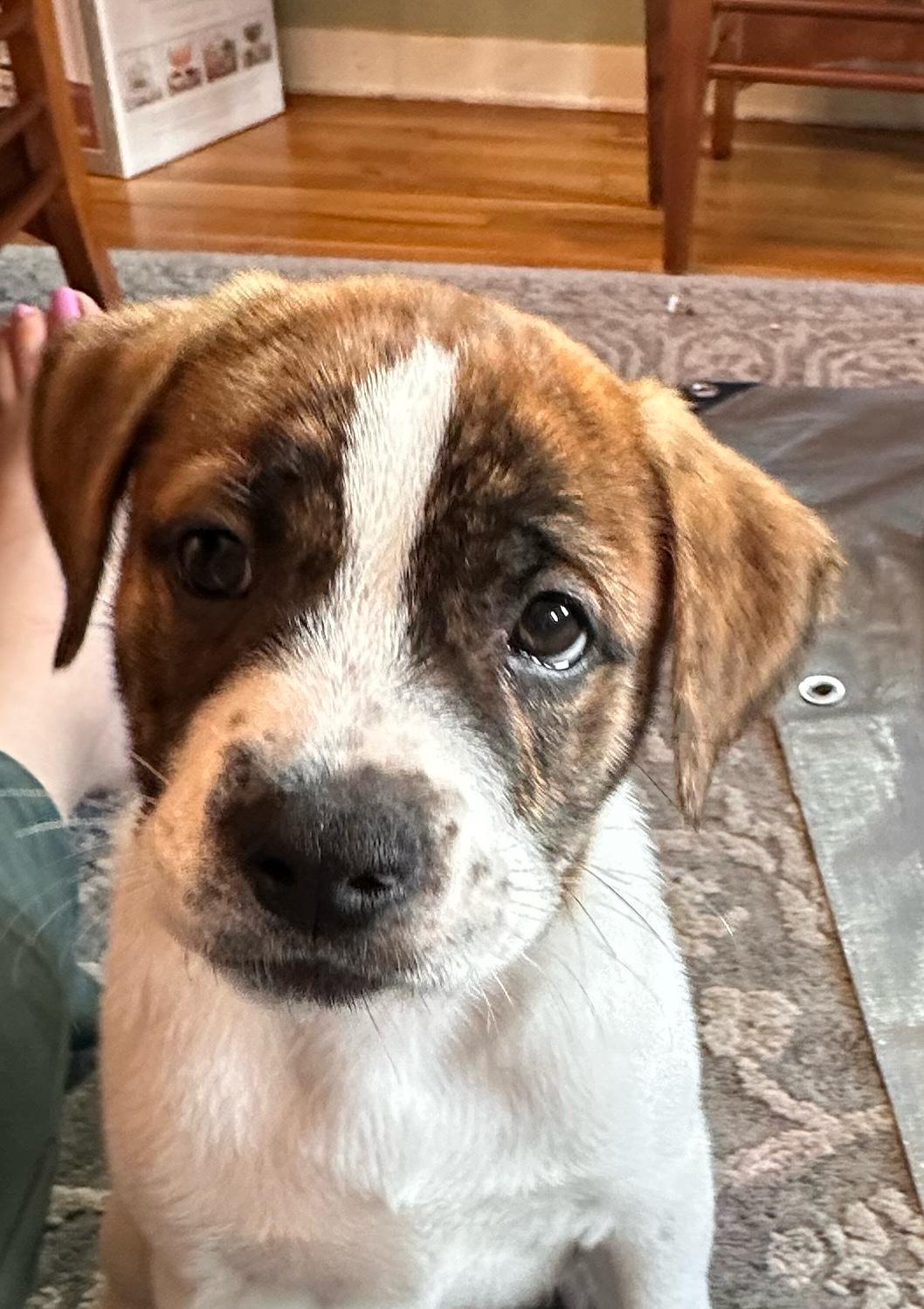 Enlarge Radley, a ADOPTABLE mixed breed in Minneapolis, MN image 5/6