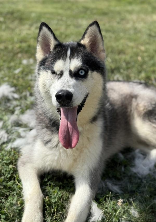 Enlarge Marvin, a Adoptable mixed breed in Lancaster, OH image 1/6