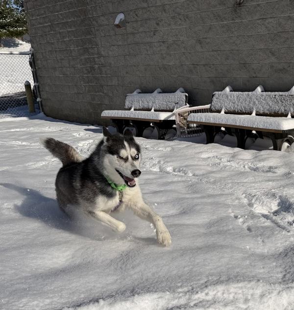 Enlarge Marvin, a Adoptable mixed breed in Lancaster, OH image 2/6
