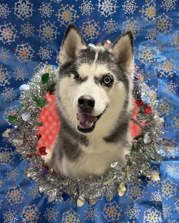 Enlarge Marvin, a Adoptable mixed breed in Lancaster, OH image 4/6