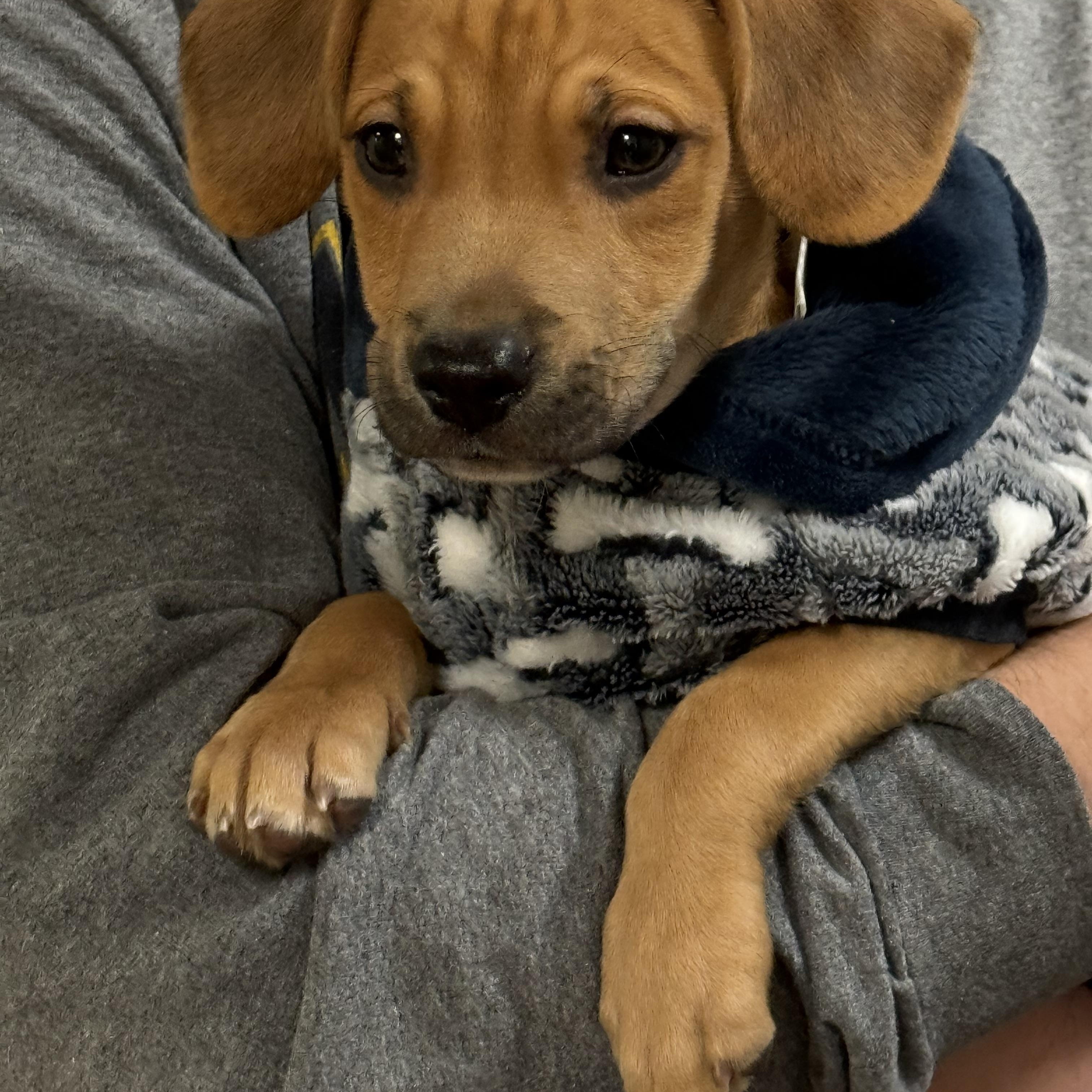 Enlarge Edgar, a ADOPTABLE mixed breed in Murray, KY image 6/6