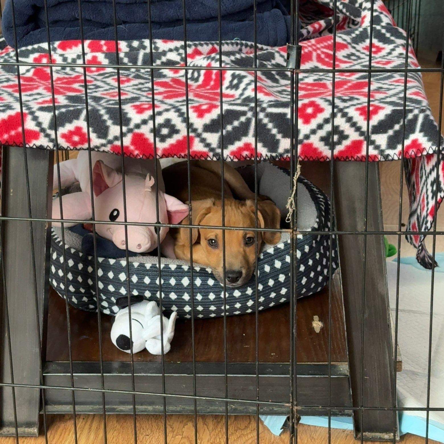 Enlarge Edgar, a ADOPTABLE mixed breed in Murray, KY image 3/6