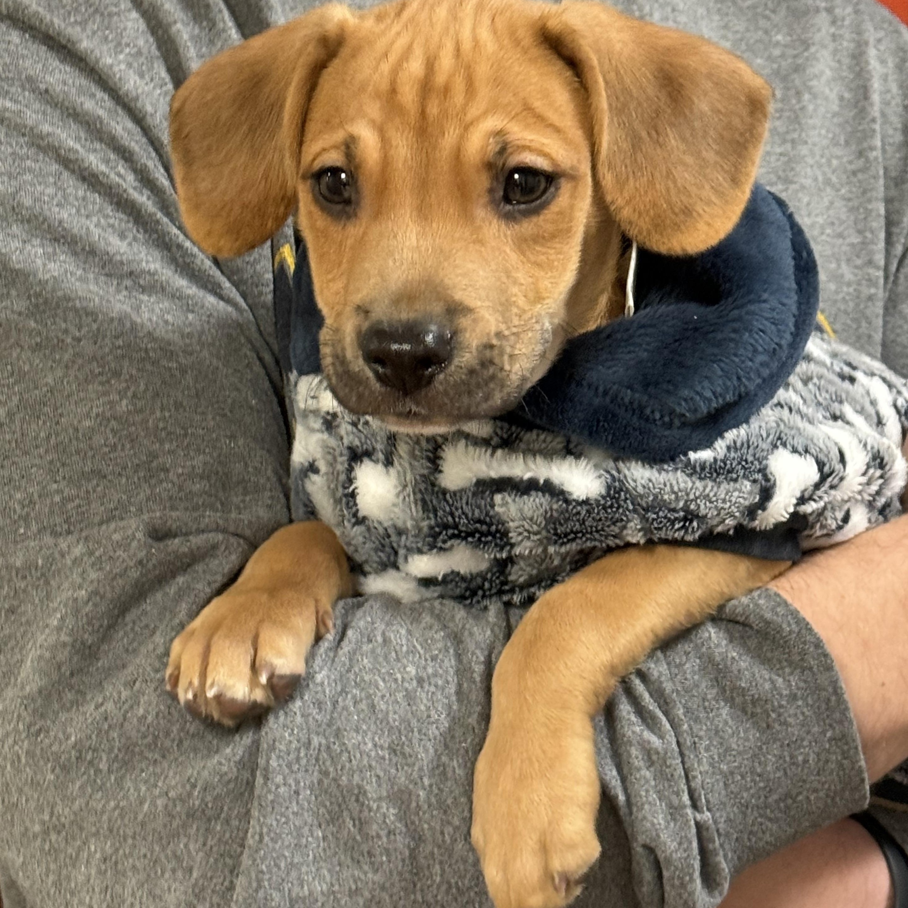 Enlarge Edgar, a ADOPTABLE mixed breed in Murray, KY image 1/6