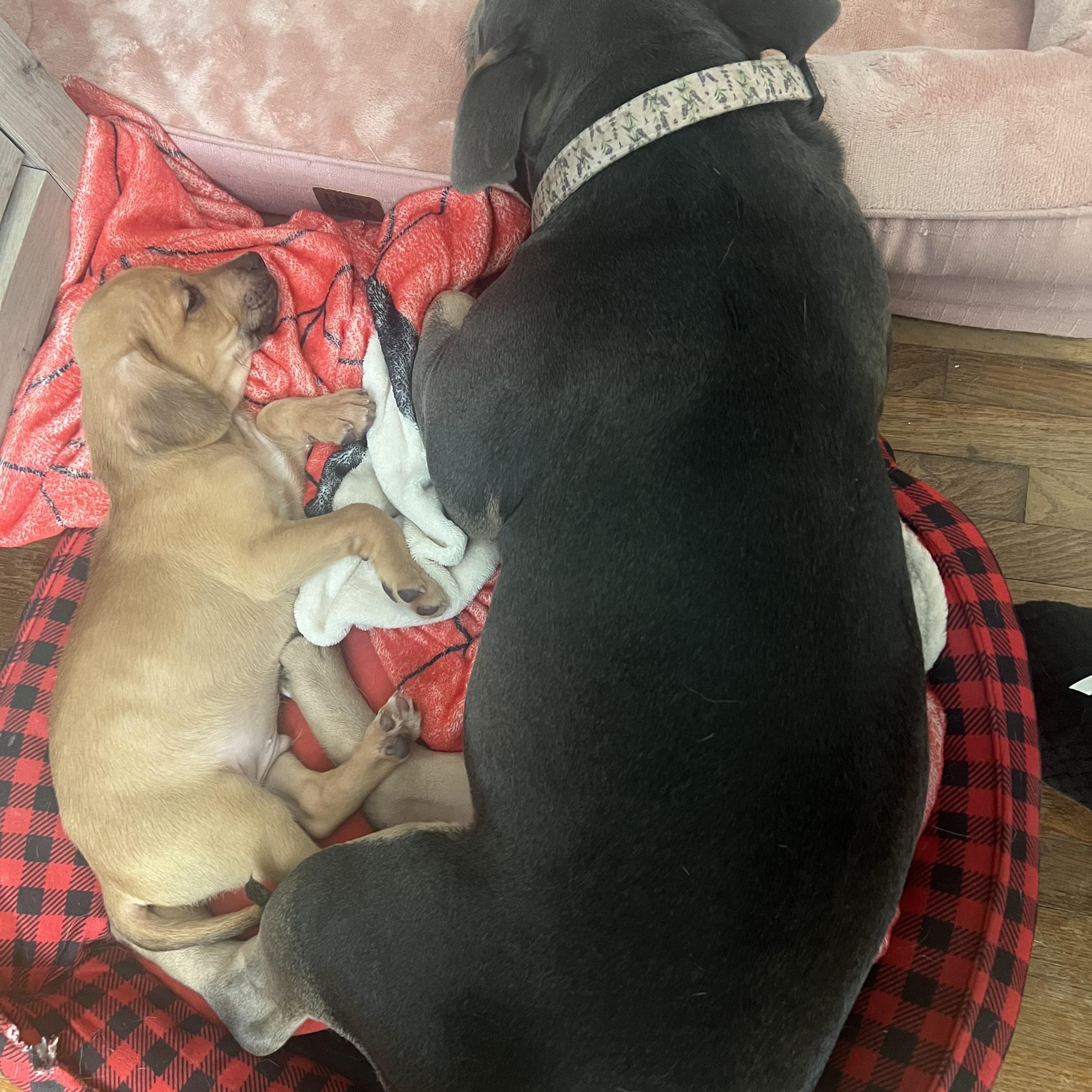 Enlarge Edgar, a ADOPTABLE mixed breed in Murray, KY image 5/6