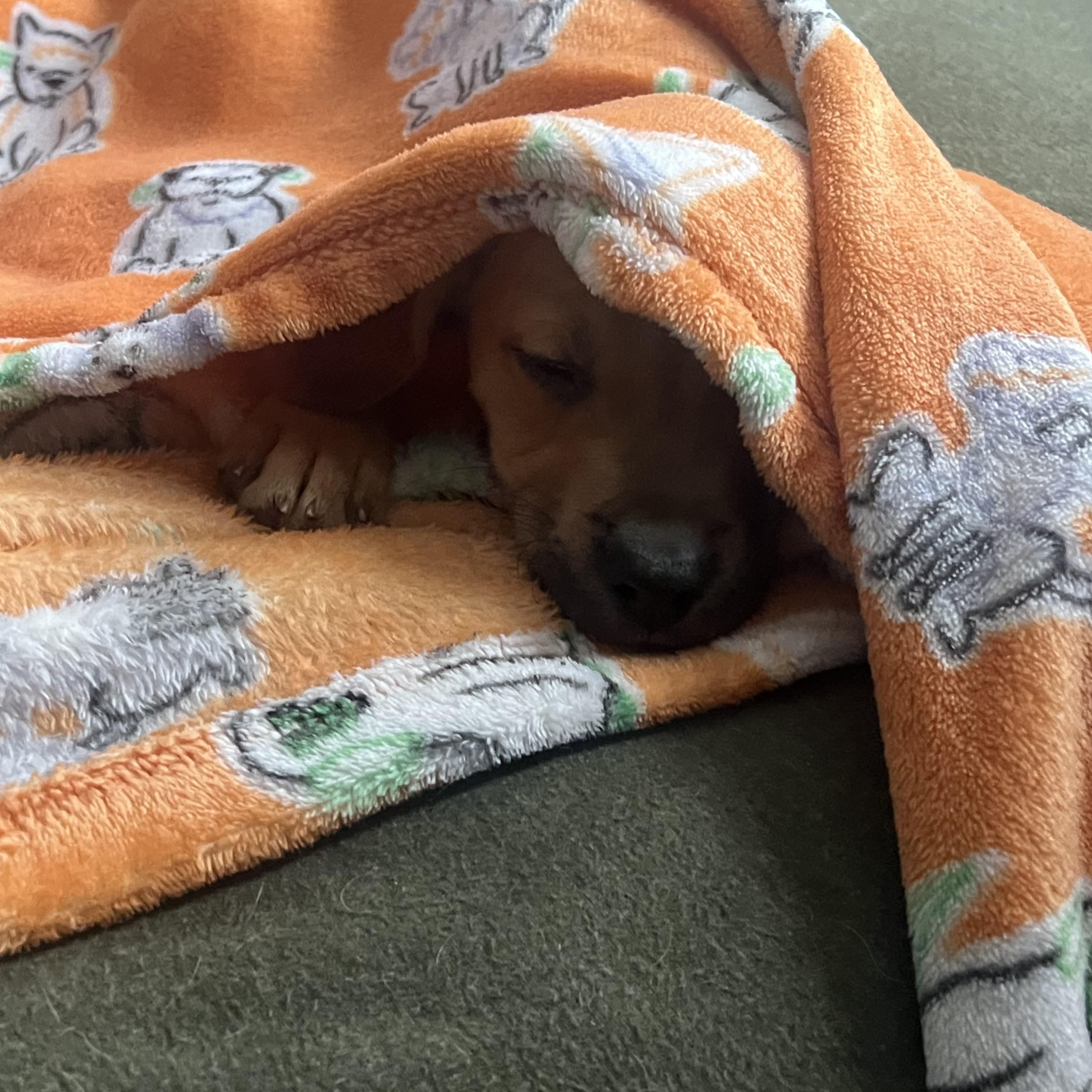 Enlarge Edgar, a ADOPTABLE mixed breed in Murray, KY image 2/6