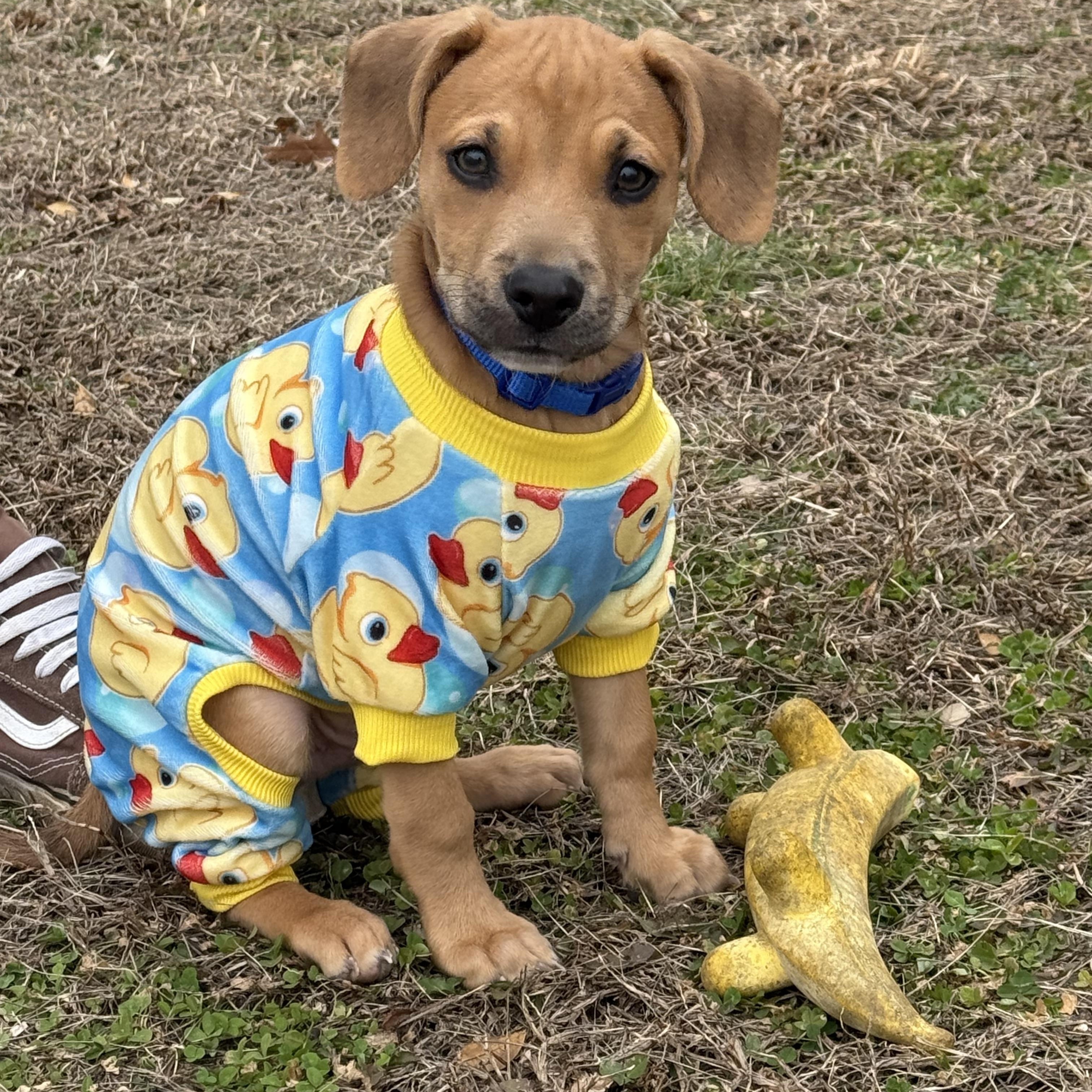 Enlarge Edgar, an adopted mixed breed in Murray, KY image 1/6