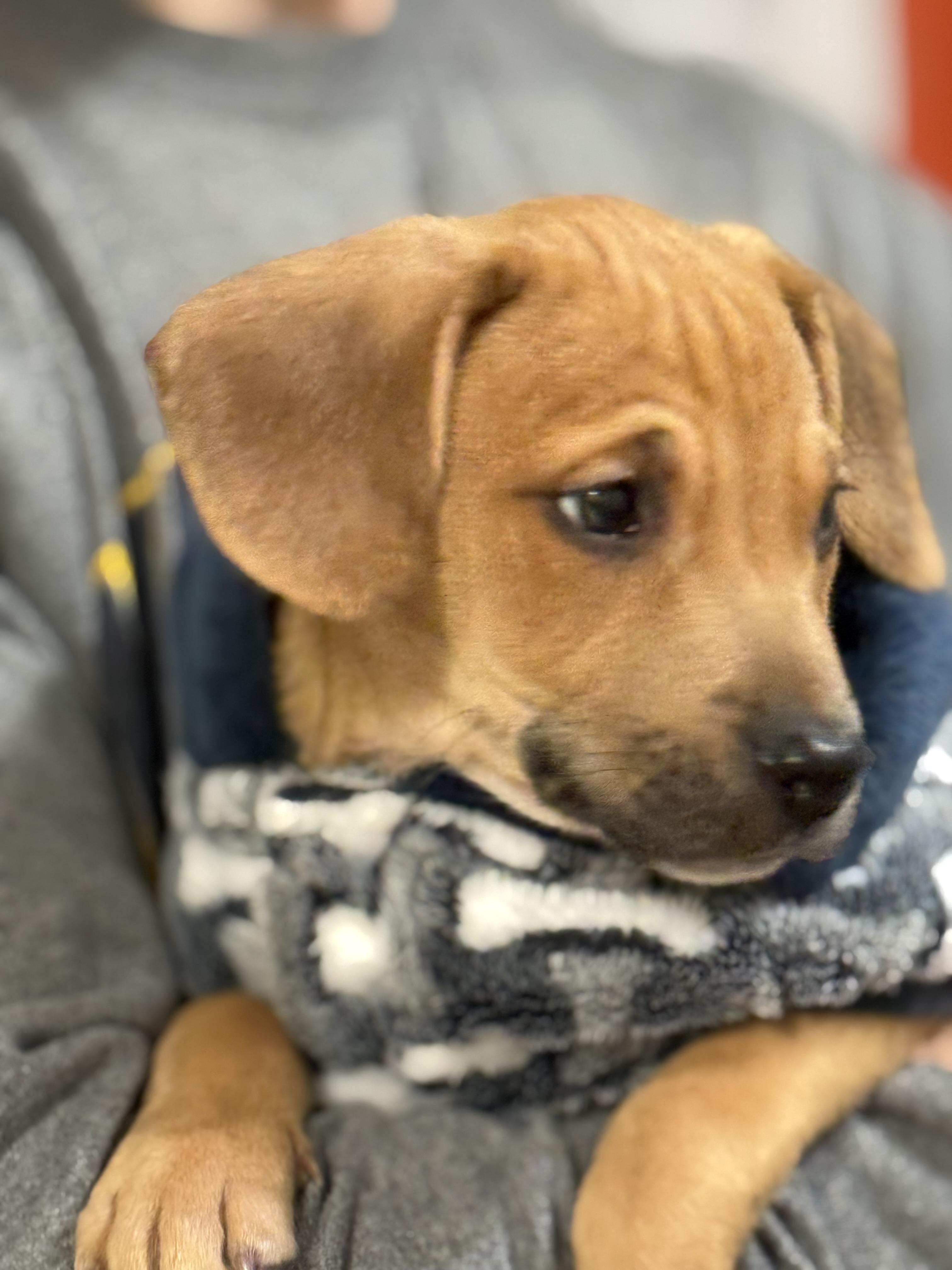 Enlarge Edgar, a ADOPTABLE mixed breed in Murray, KY image 4/6