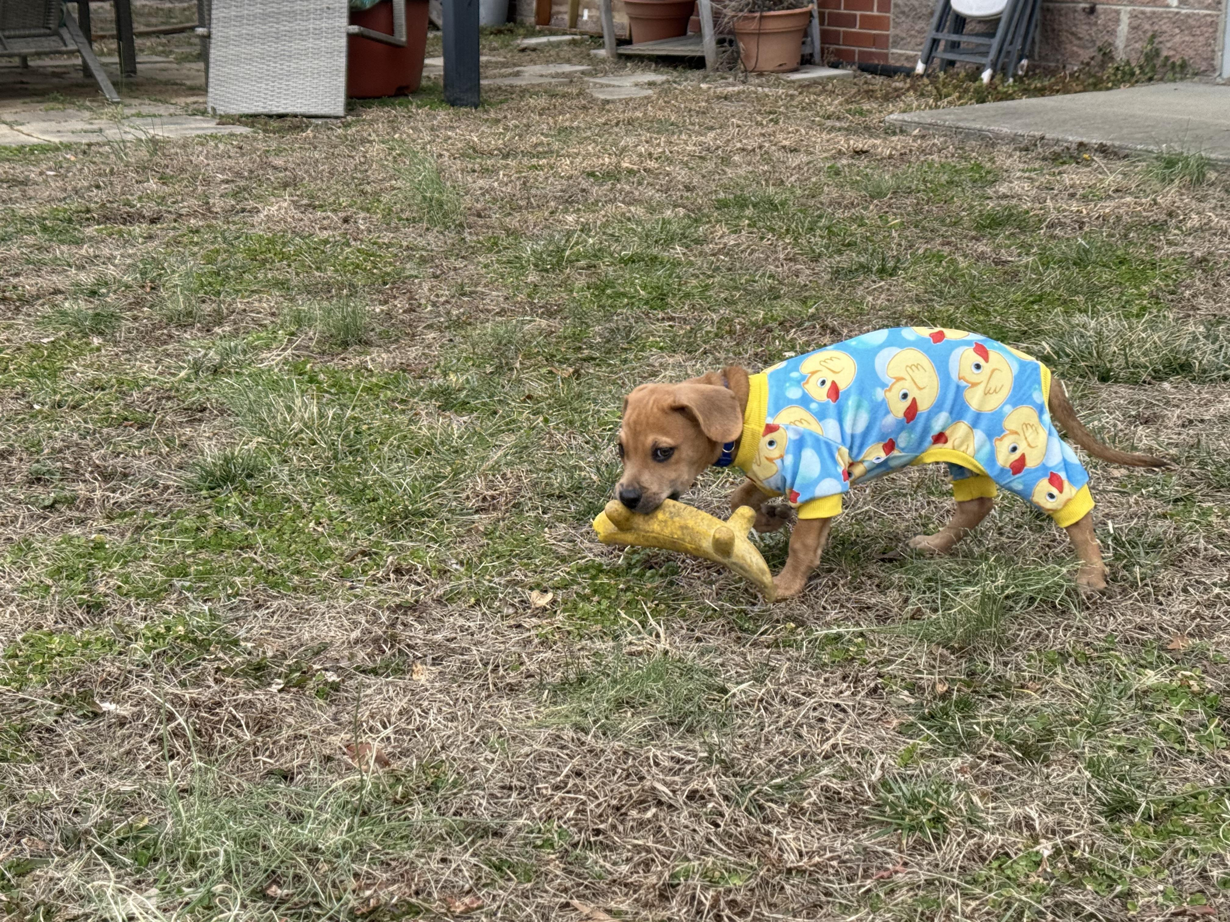 Enlarge Edgar, an adopted mixed breed in Murray, KY image 3/6