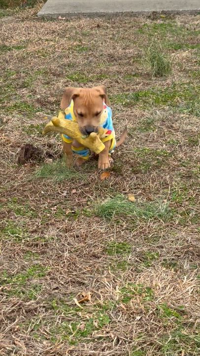 Enlarge Edgar, an adopted mixed breed in Murray, KY video 5/6