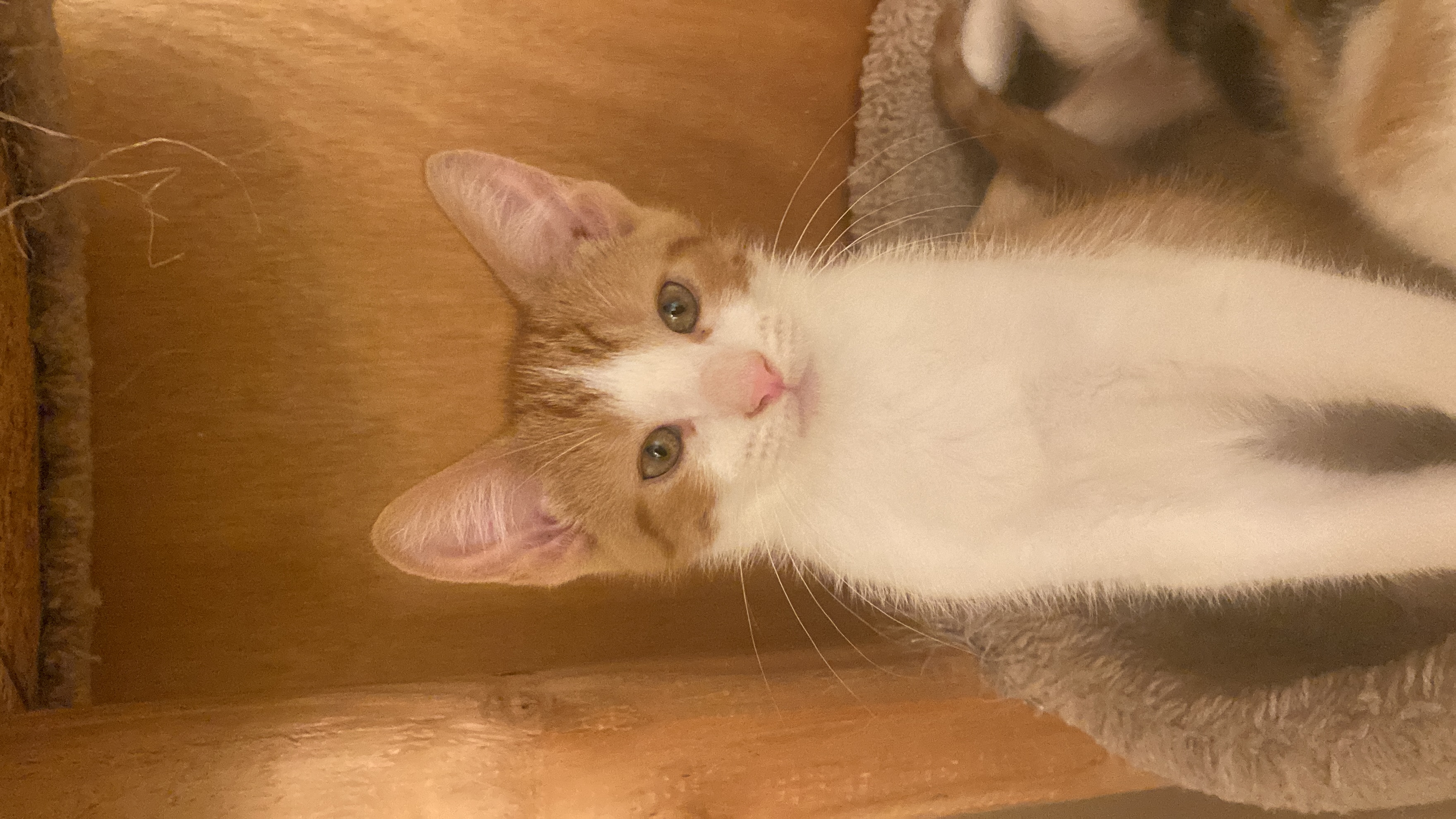 Pork Chop, a Adopted Domestic Short Hair in Milwaukee, WI image 3/6