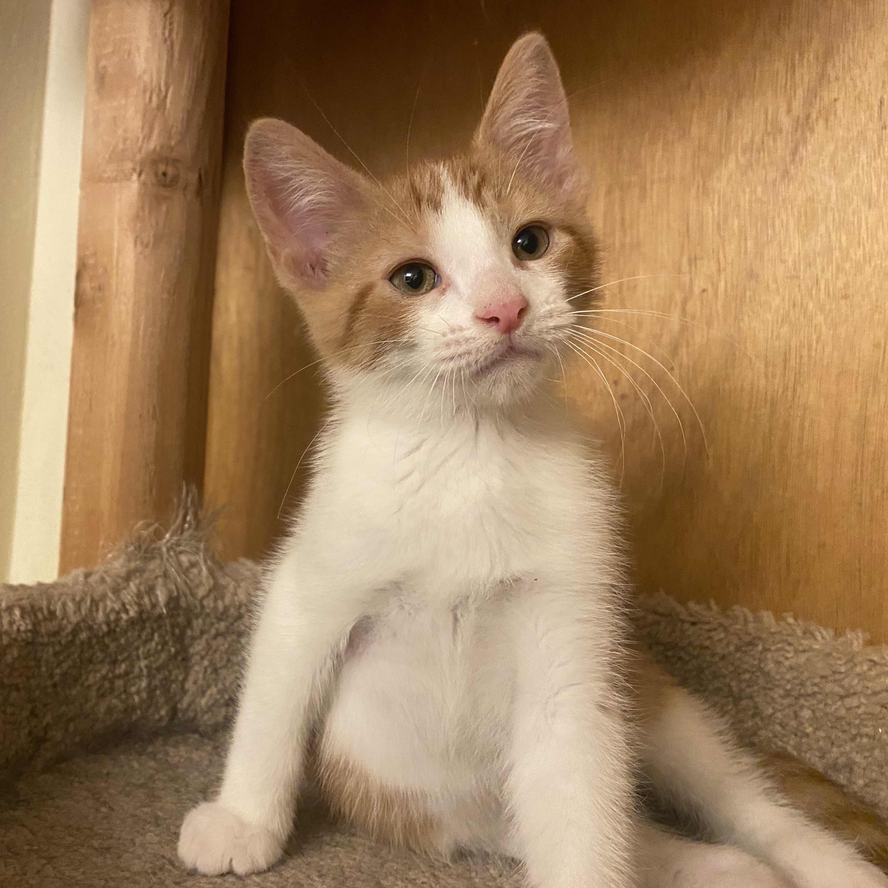 Pork Chop, a Adopted Domestic Short Hair in Milwaukee, WI image 1/6