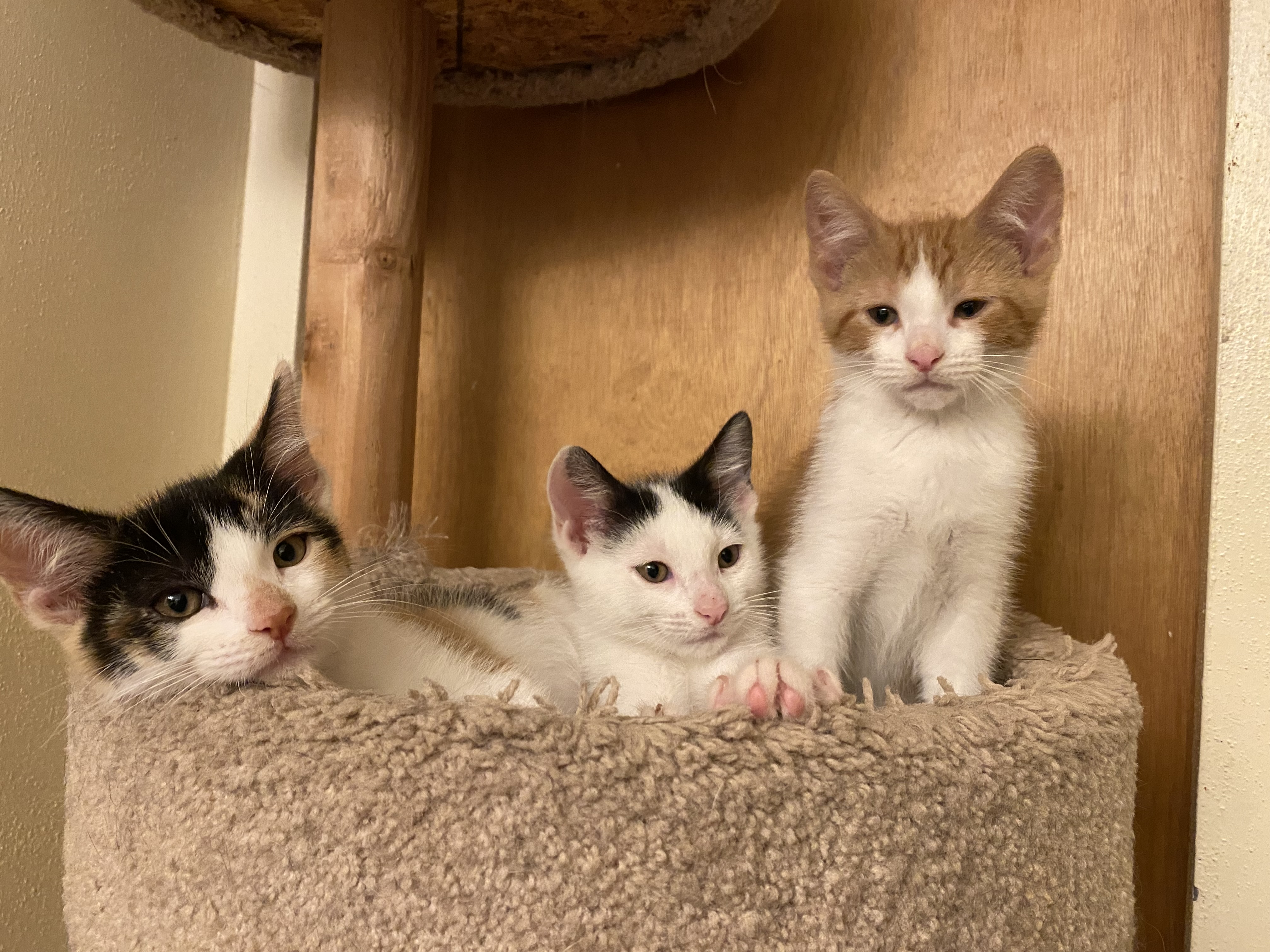 Pork Chop, a Adopted Domestic Short Hair in Milwaukee, WI image 5/6