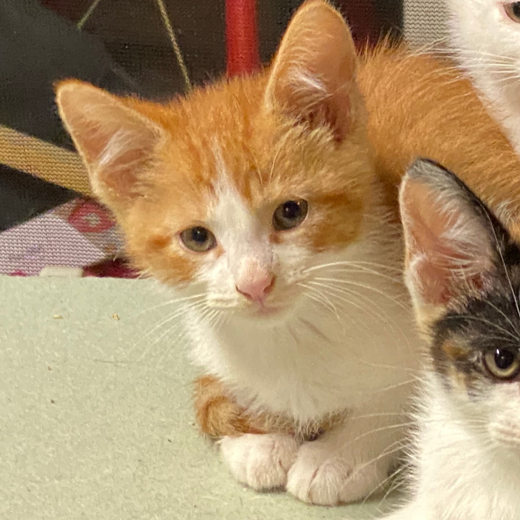 Pork Chop, a Adopted Domestic Short Hair in Milwaukee, WI image 6/6