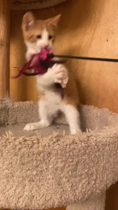 Enlarge Pork Chop, a Adopted Domestic Short Hair in Milwaukee, WI video 2/6