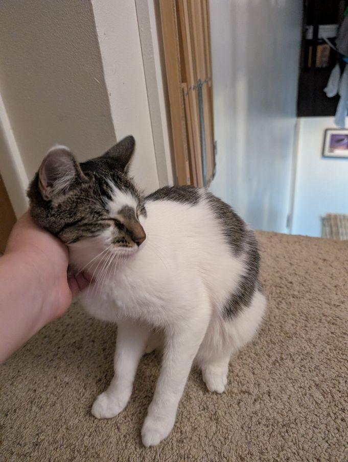 Buttons, a Adoptable Domestic Short Hair in Lake Orion, MI image 3/6