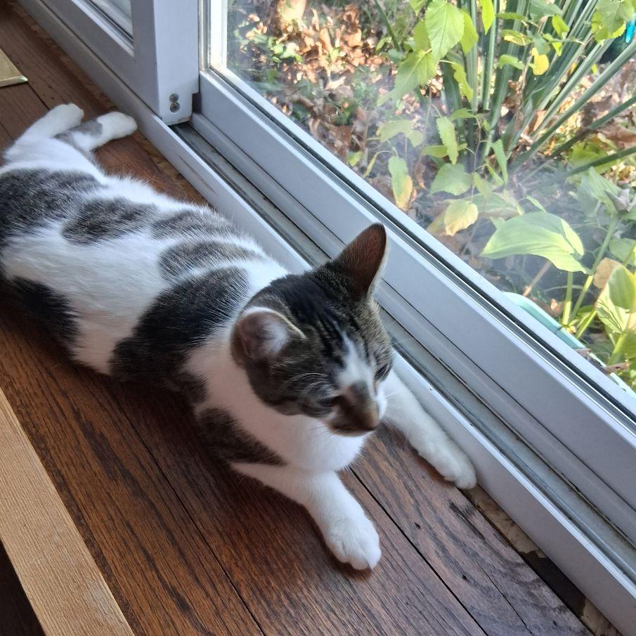 Buttons, a Adoptable Domestic Short Hair in Lake Orion, MI image 5/6