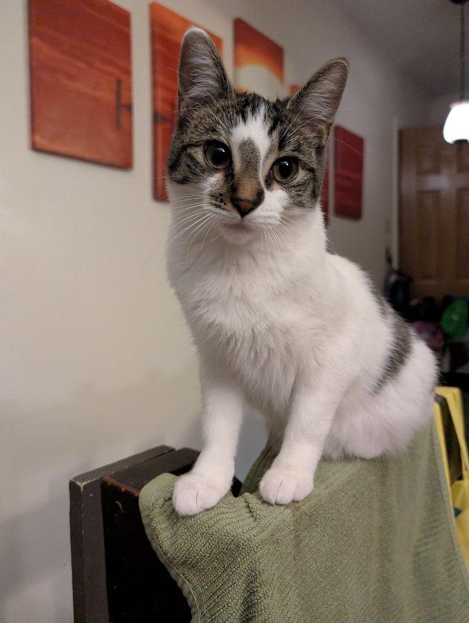 Buttons, a Adoptable Domestic Short Hair in Lake Orion, MI image 1/6