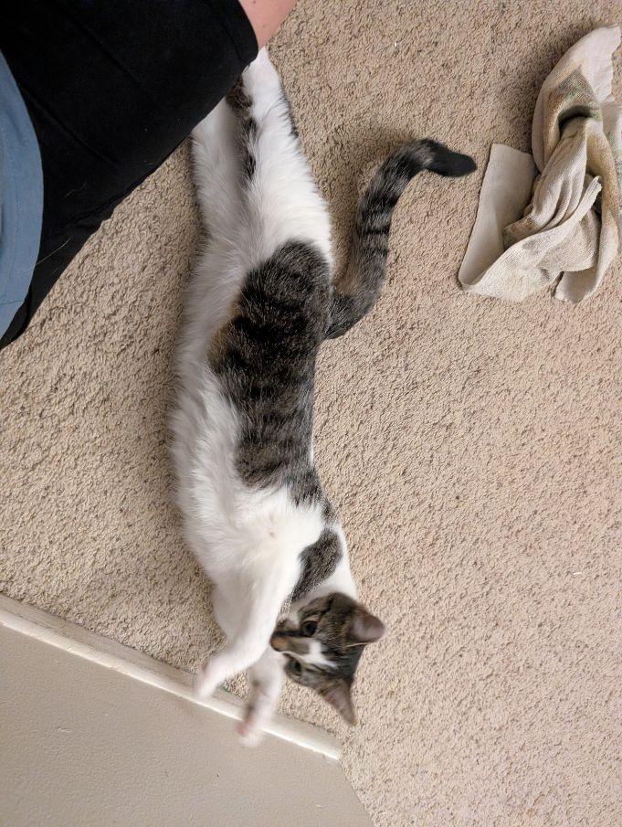 Buttons, a Adoptable Domestic Short Hair in Lake Orion, MI image 4/6