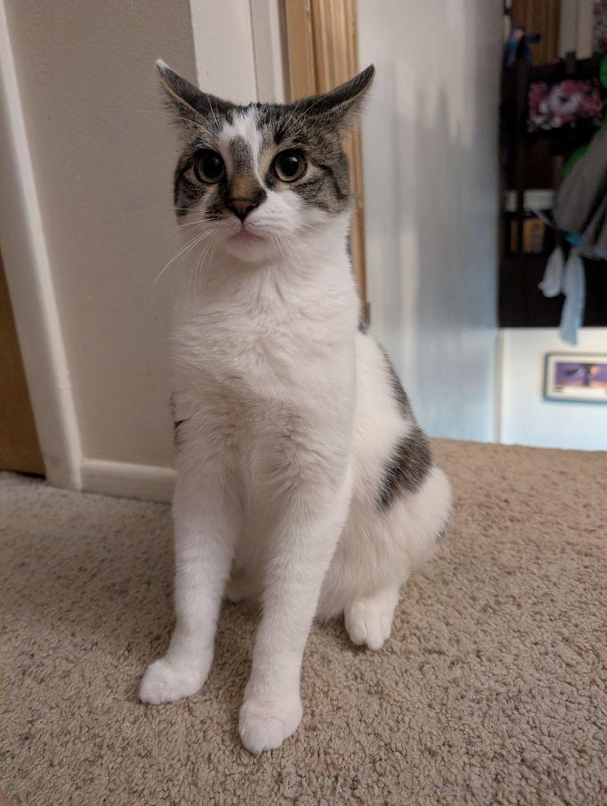 Buttons, a Adoptable Domestic Short Hair in Lake Orion, MI image 2/6