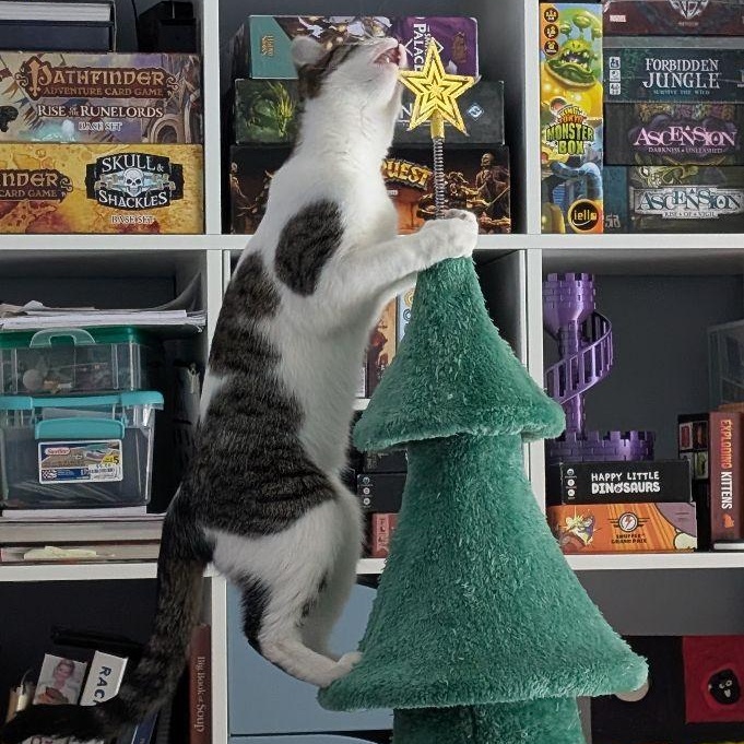 Enlarge Buttons, a Adoptable Domestic Short Hair in Lake Orion, MI image 2/6