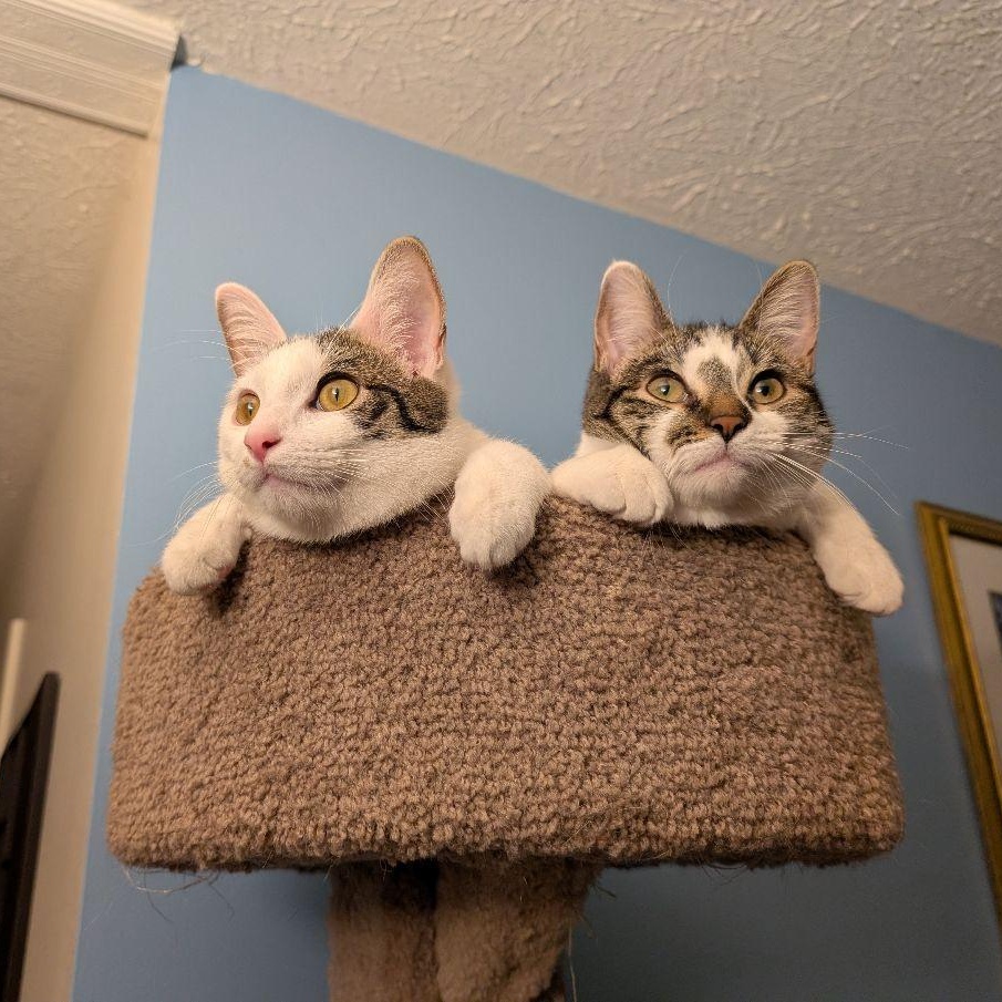 Enlarge Buttons, a Adoptable Domestic Short Hair in Lake Orion, MI image 3/6