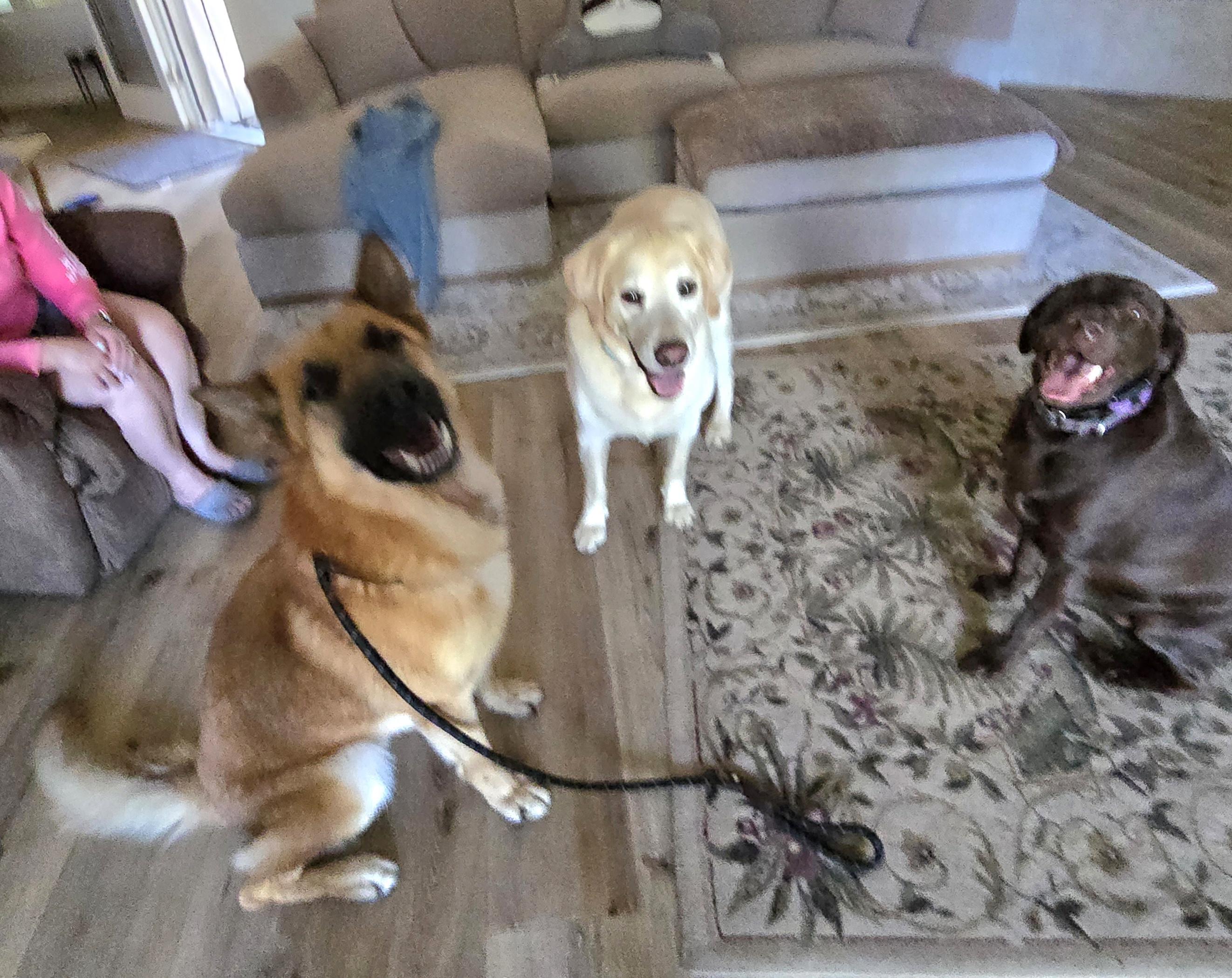 Enlarge Rusty, a ADOPTABLE mixed breed in Cottonwood, CA image 2/4