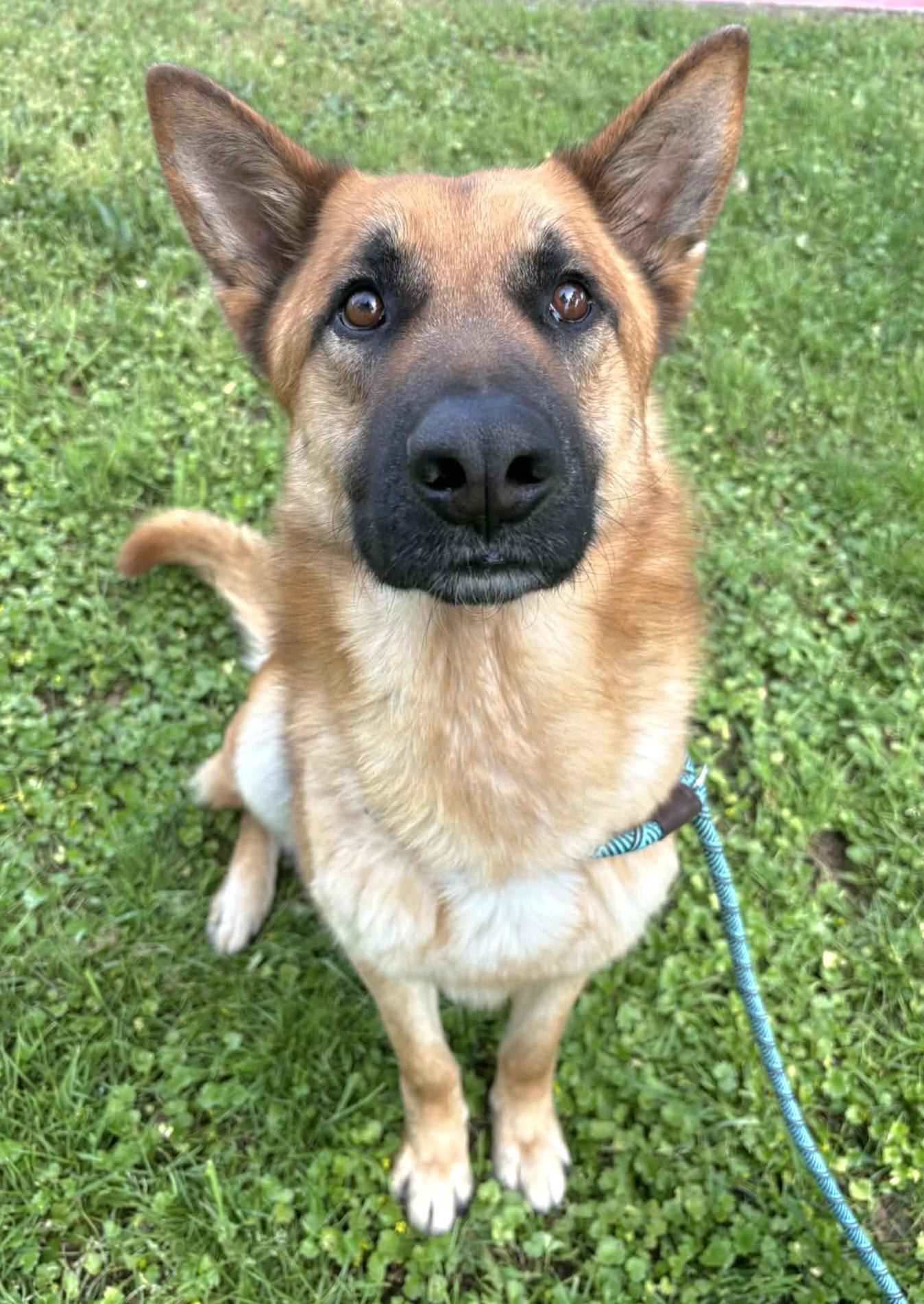 Rusty, ADOPTABLE, Adult Male German Shepherd Dog.