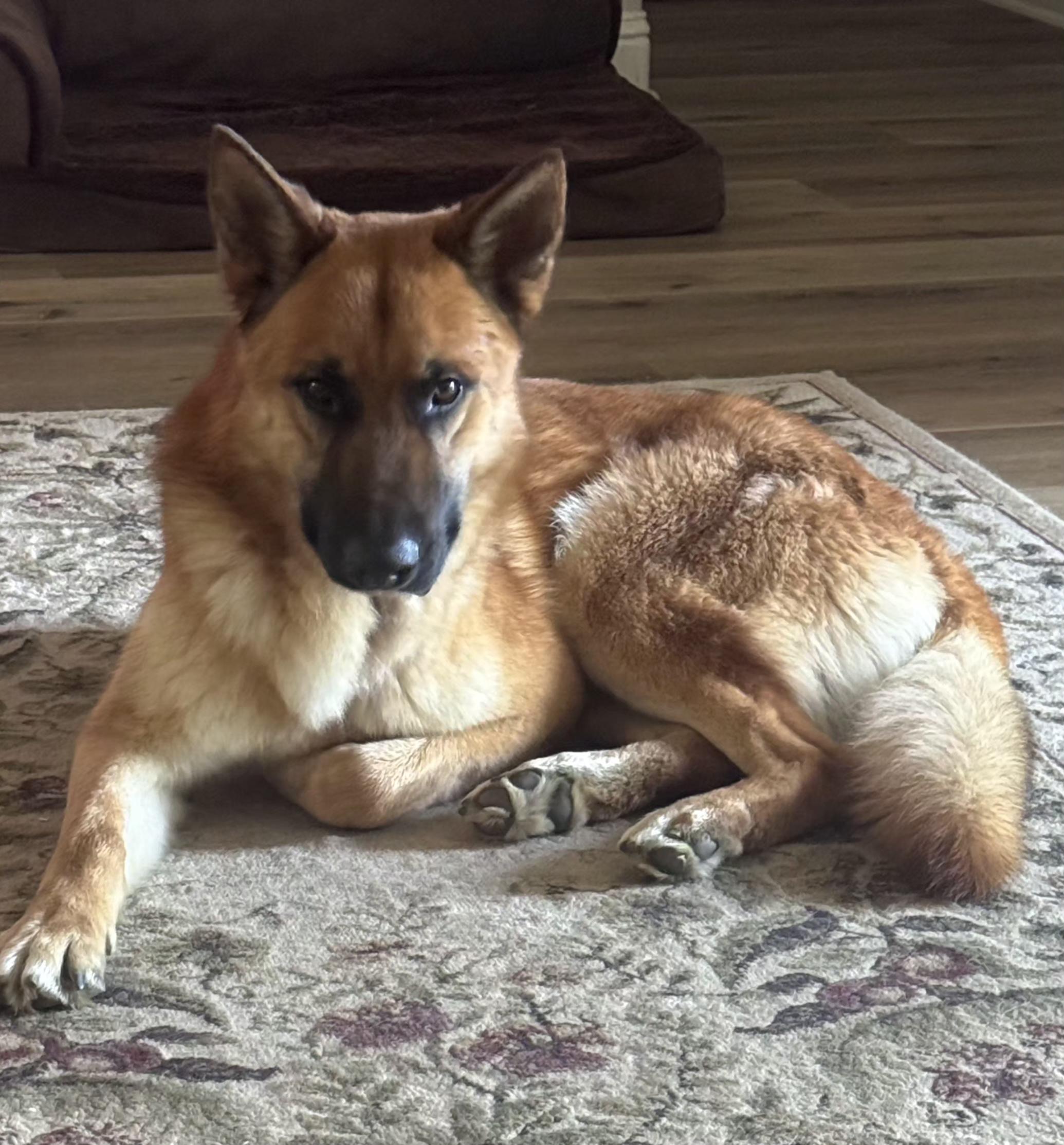 Enlarge Rusty, a ADOPTABLE mixed breed in Cottonwood, CA image 3/4