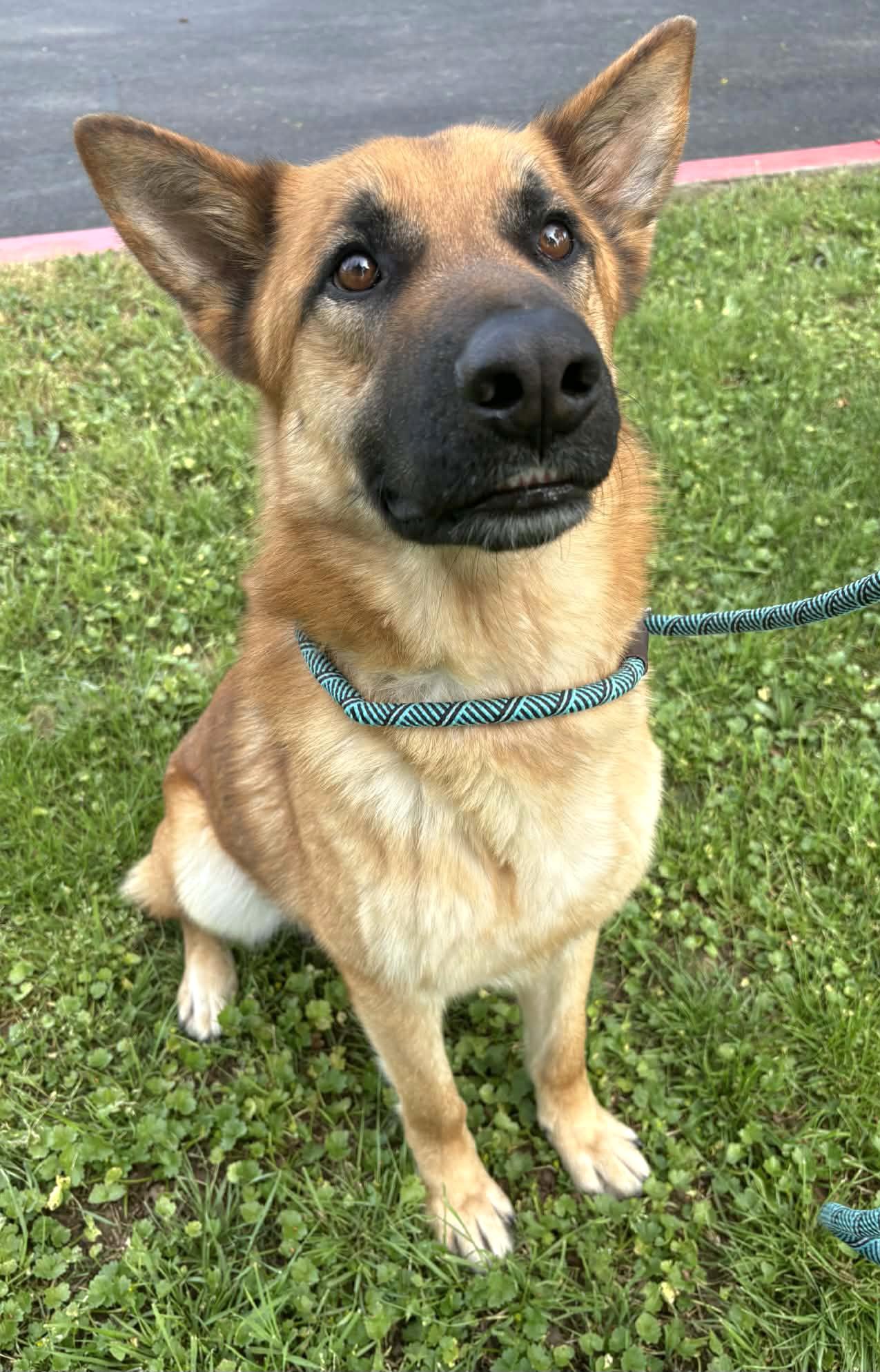 Enlarge Rusty, a ADOPTABLE mixed breed in Cottonwood, CA image 4/4