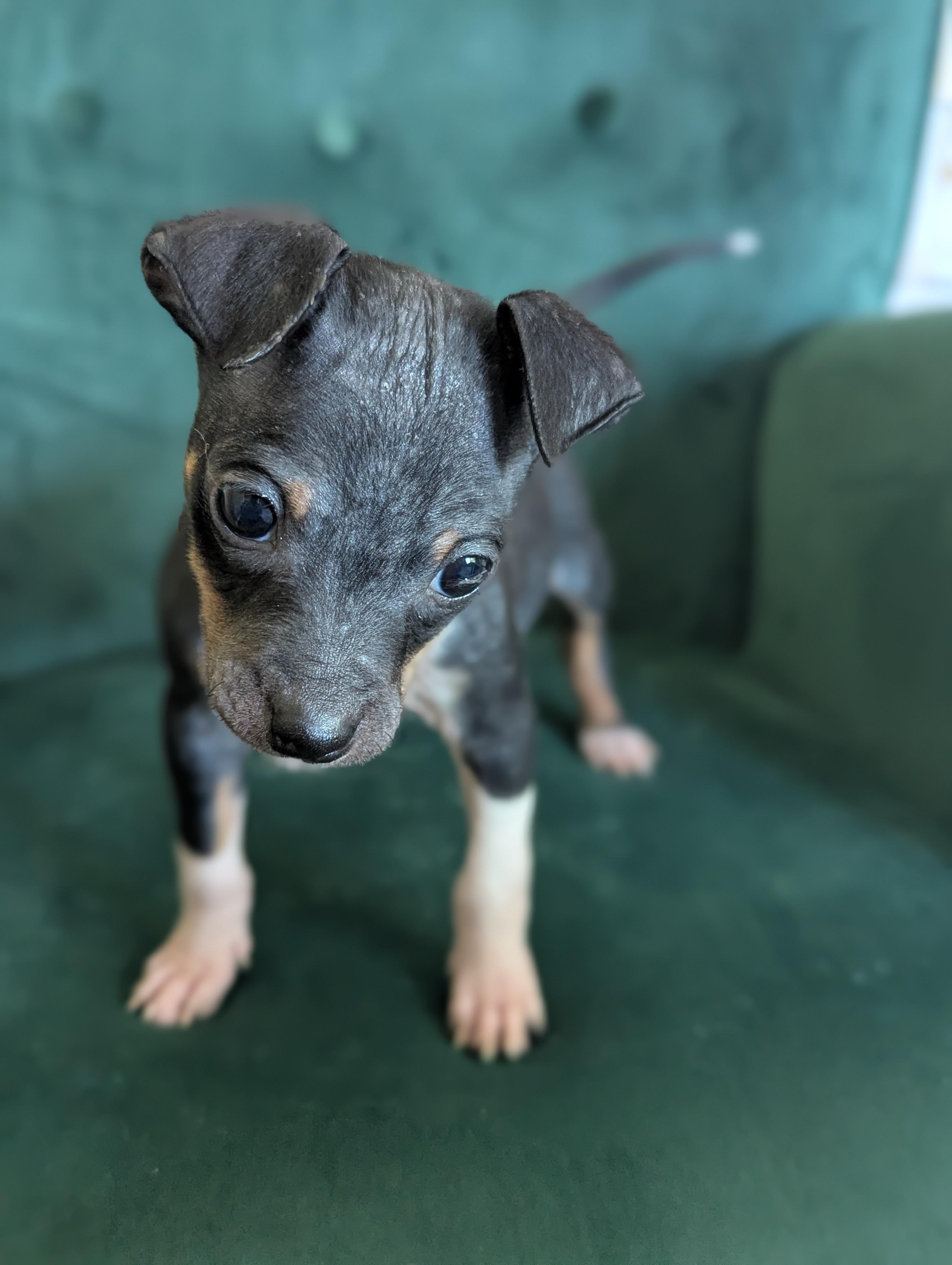 Tiny, an adopted Mixed Breed in Rochester , NY image 6/6