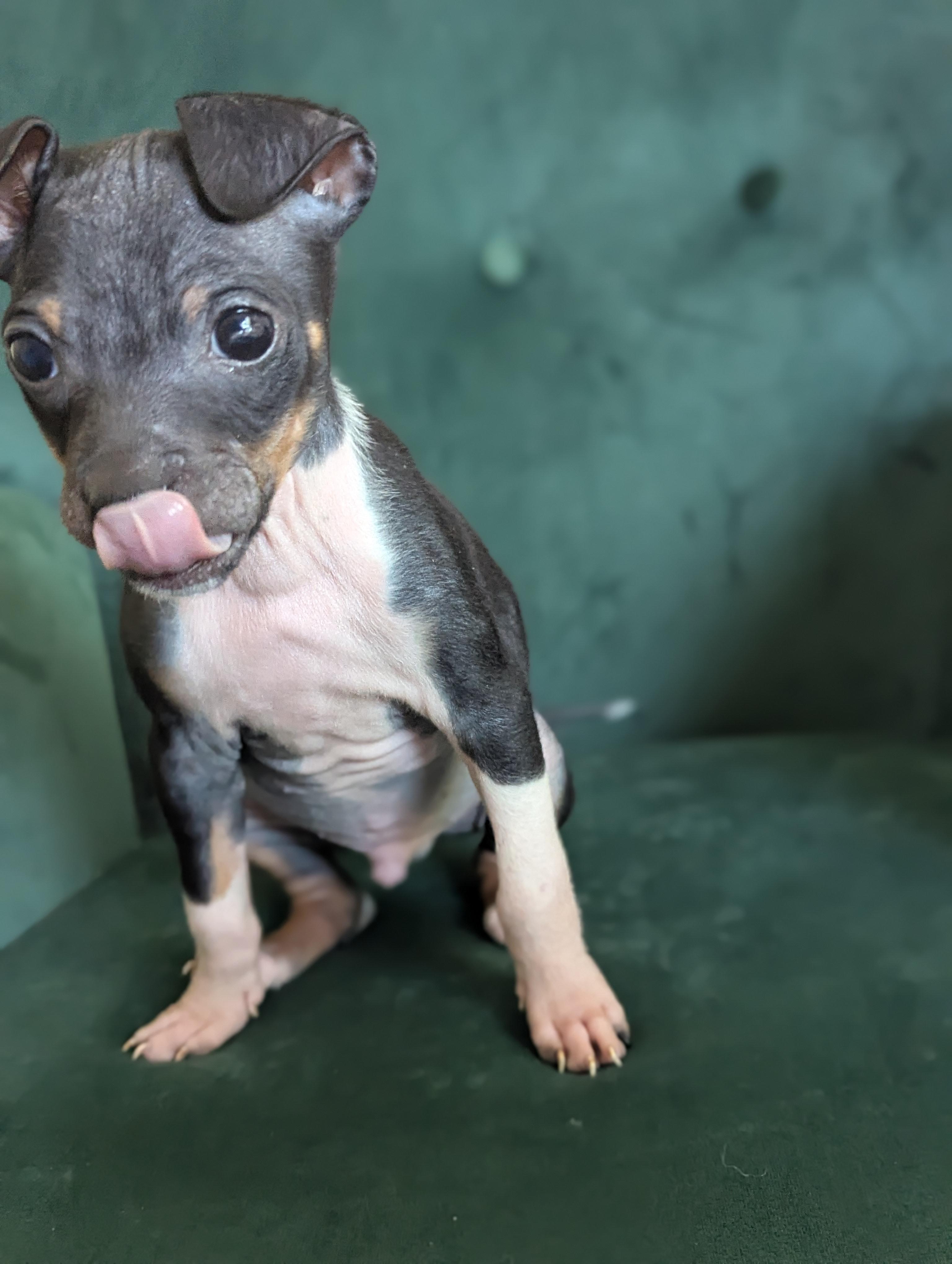 Tiny, an adopted Mixed Breed in Rochester , NY image 5/6