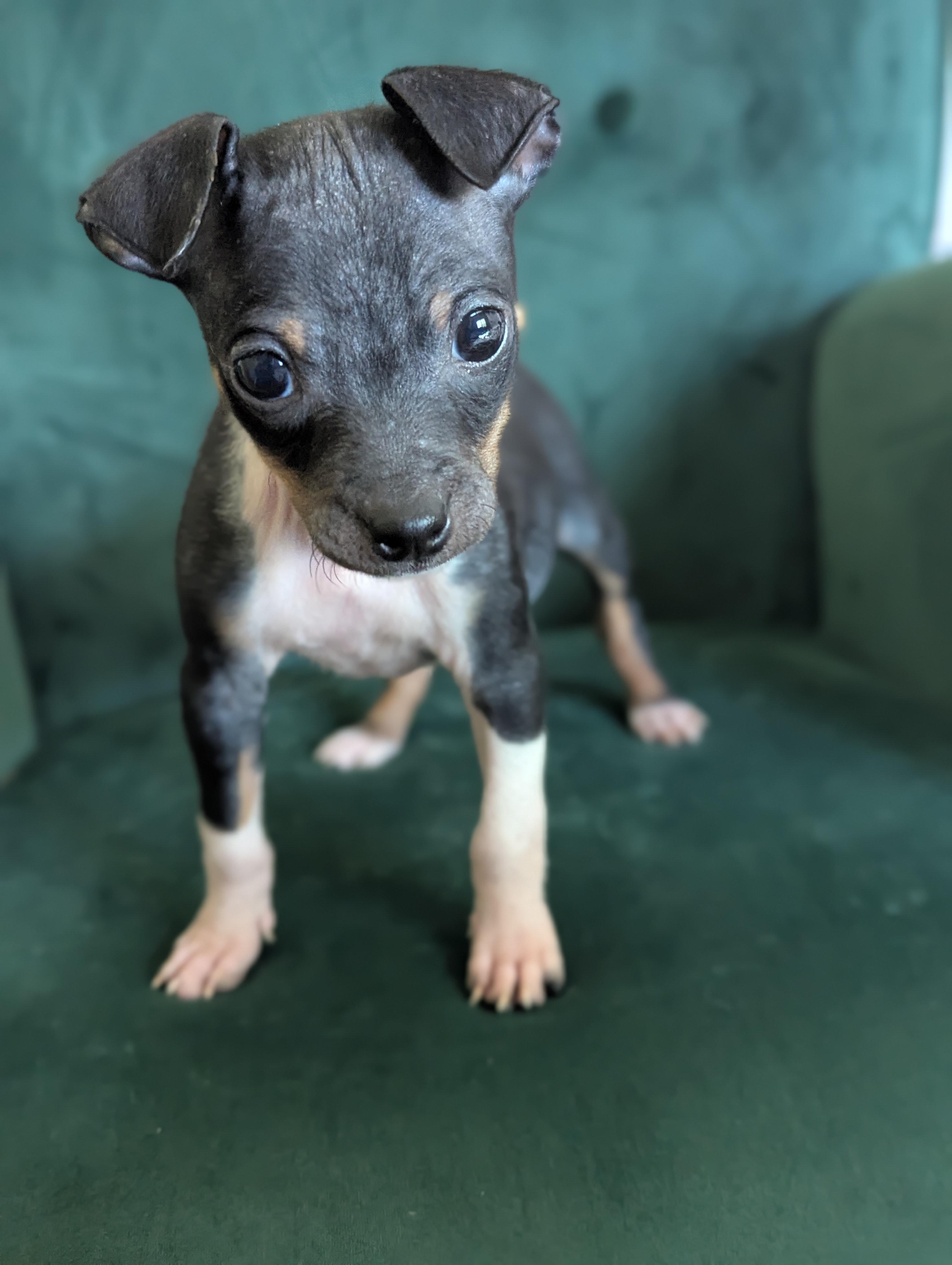 Tiny, an adopted Mixed Breed in Rochester , NY image 4/6