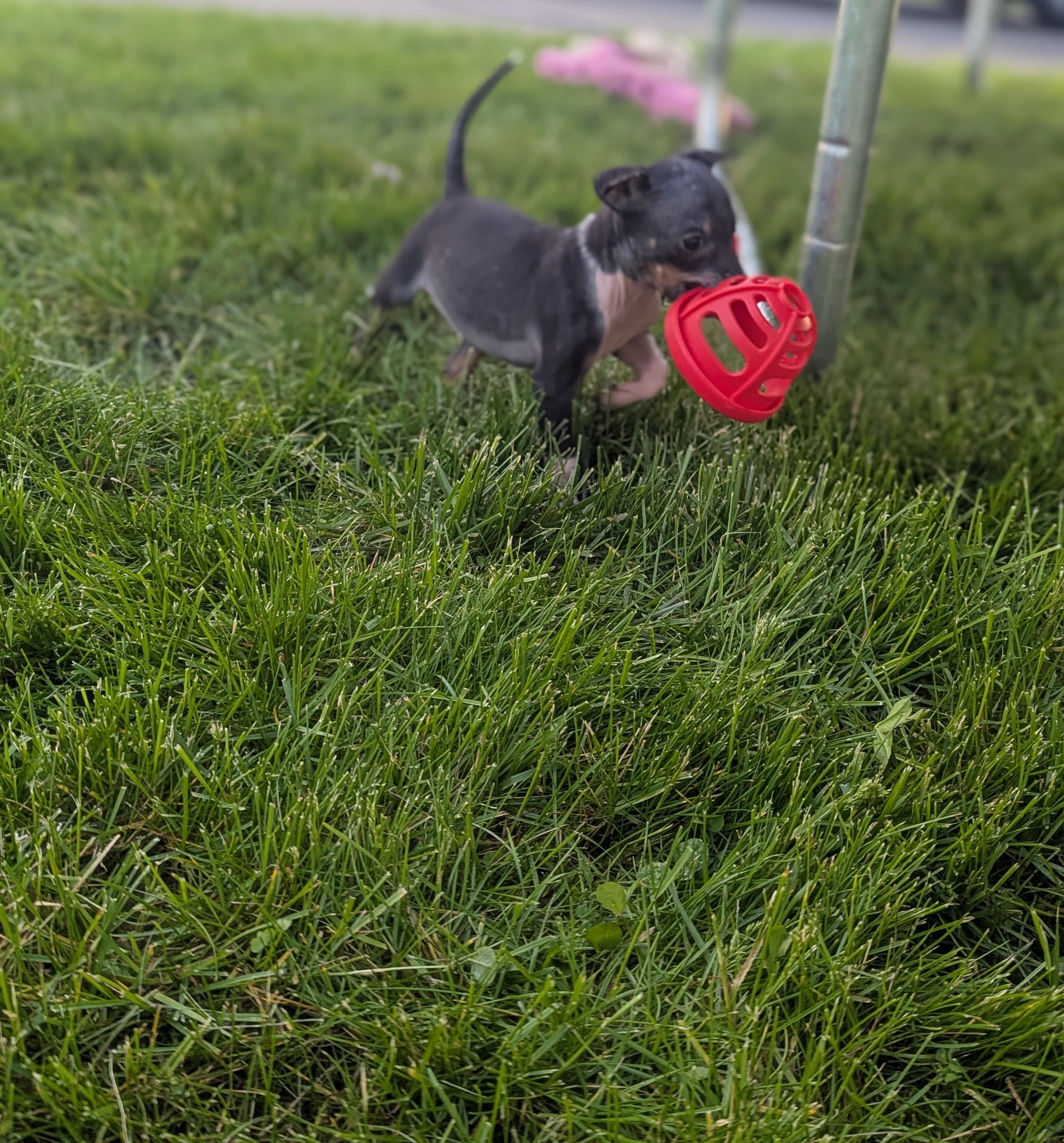 Tiny, an adopted Mixed Breed in Rochester , NY image 3/6