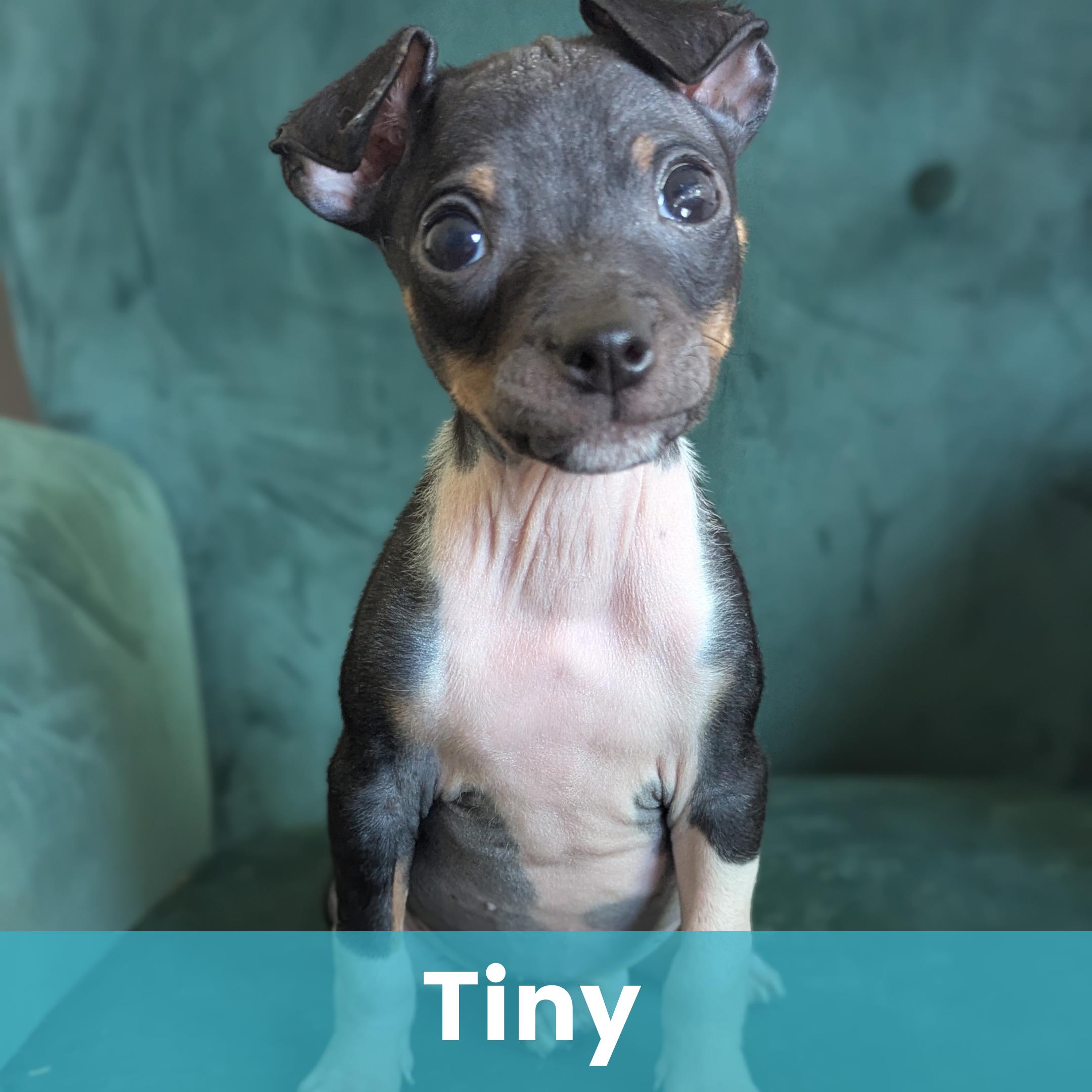 Tiny, adopted, Puppy Male Mixed Breed.