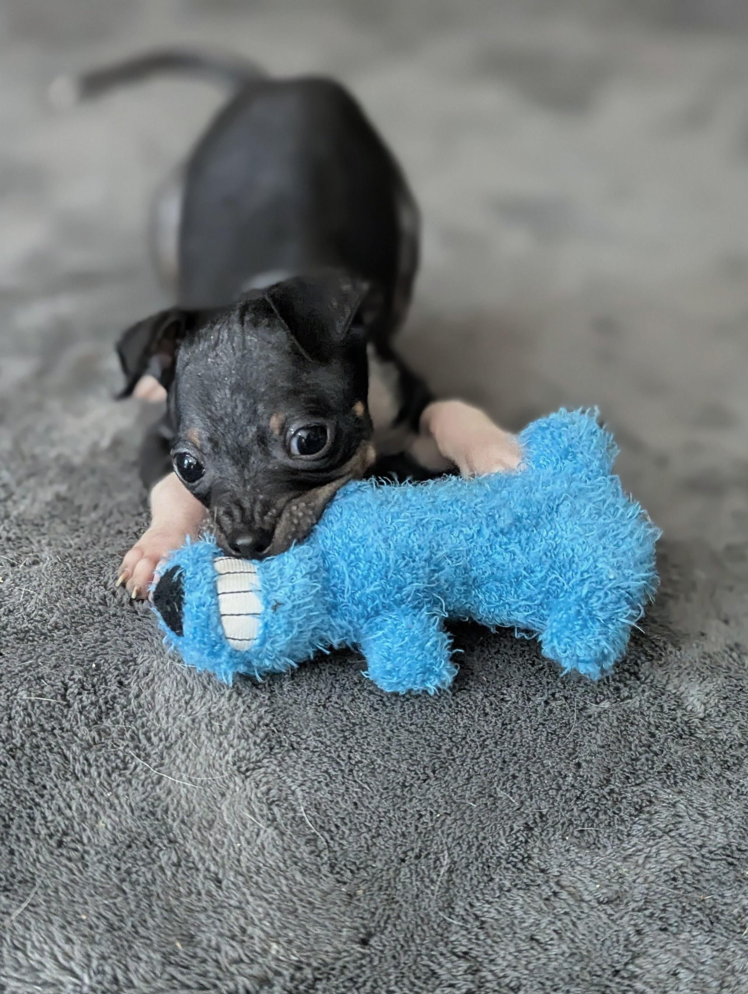 Tiny, an adopted Mixed Breed in Rochester , NY image 2/6