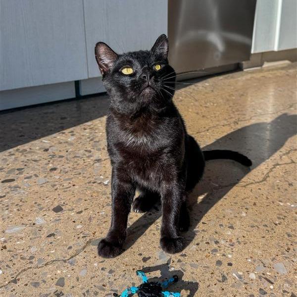 Valor, Adoptable, Adult Male Domestic Short Hair.