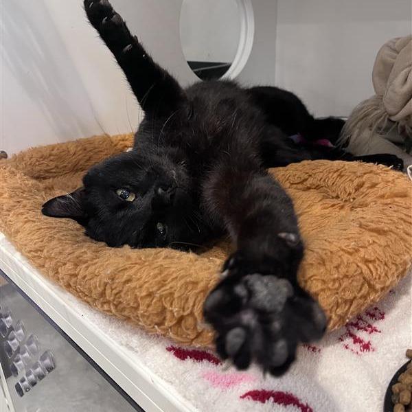 Enlarge Valor, a Adoptable Domestic Short Hair in Bentonville, AR image 2/6