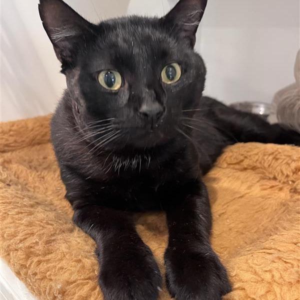 Enlarge Valor, a Adoptable Domestic Short Hair in Bentonville, AR image 3/6