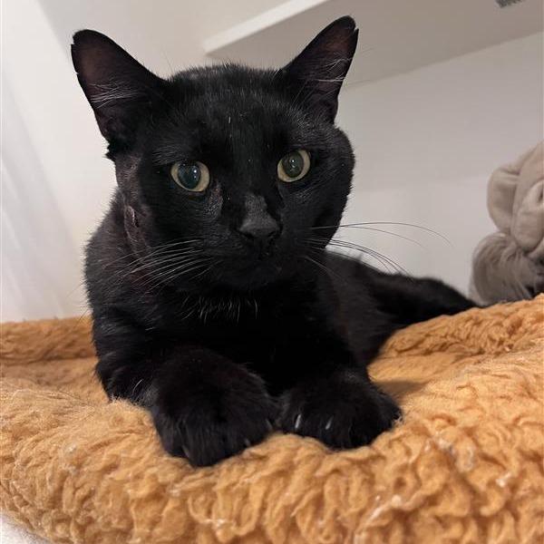 Enlarge Valor, a Adoptable Domestic Short Hair in Bentonville, AR image 4/6