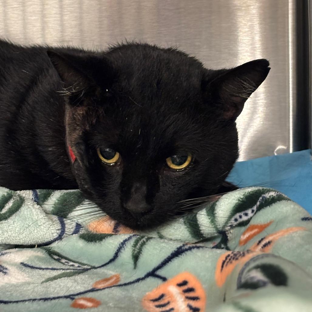 Enlarge Valor, a Adoptable Domestic Short Hair in Bentonville, AR image 5/6