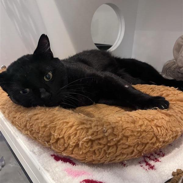 Enlarge Valor, a Adoptable Domestic Short Hair in Bentonville, AR image 6/6