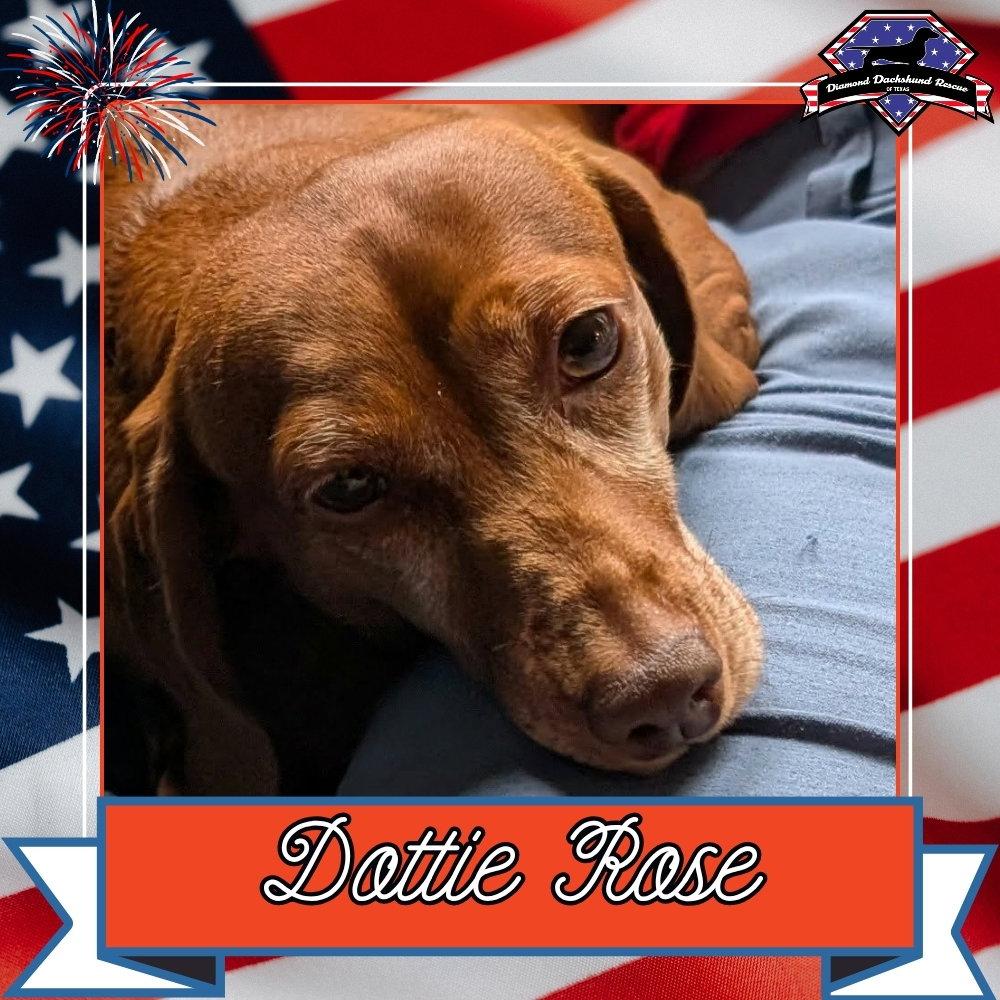 Enlarge Dottie Rose+, a Adoptable Dachshund in San Antonio, TX image 1/3