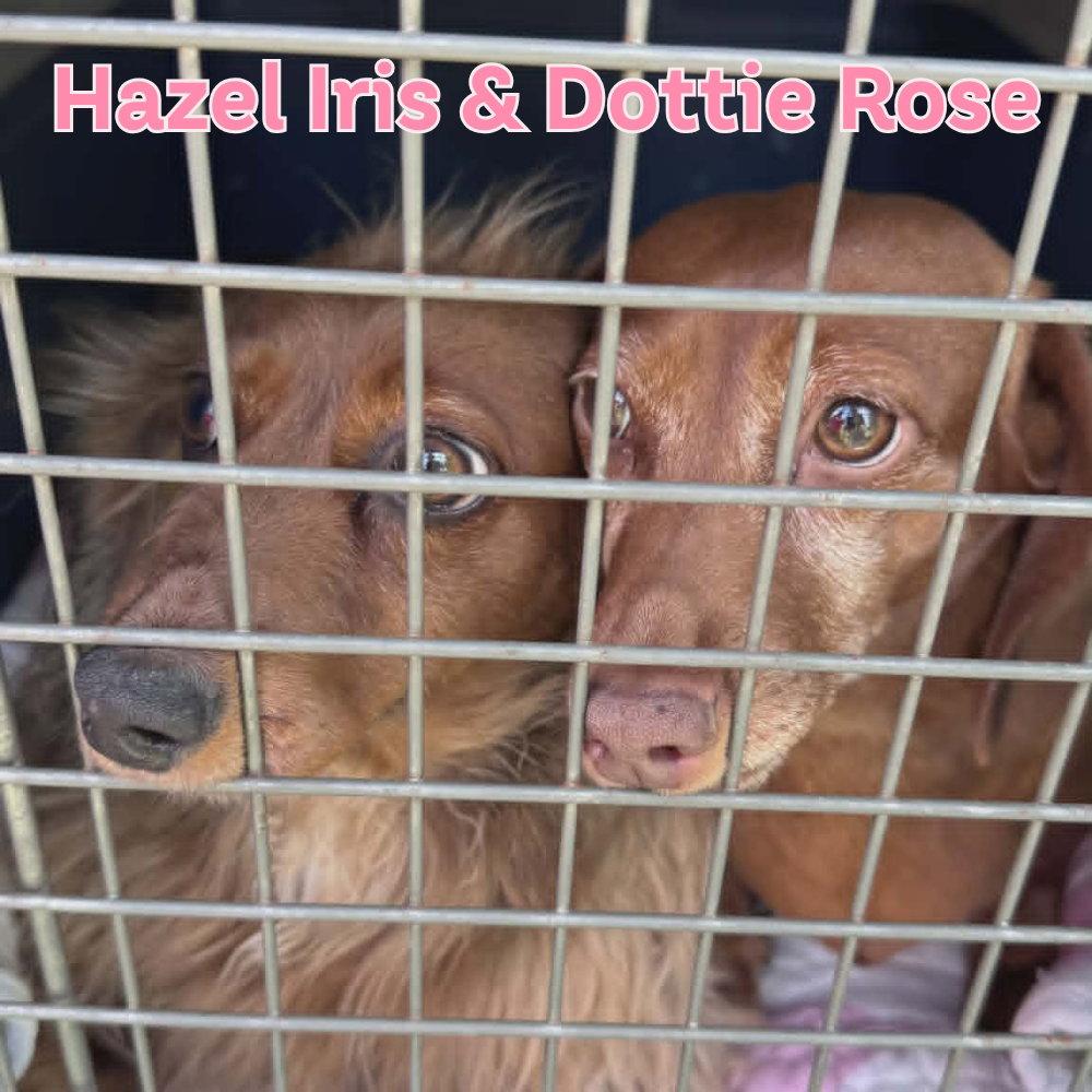 Enlarge Dottie Rose+, a Adoptable Dachshund in San Antonio, TX image 3/3