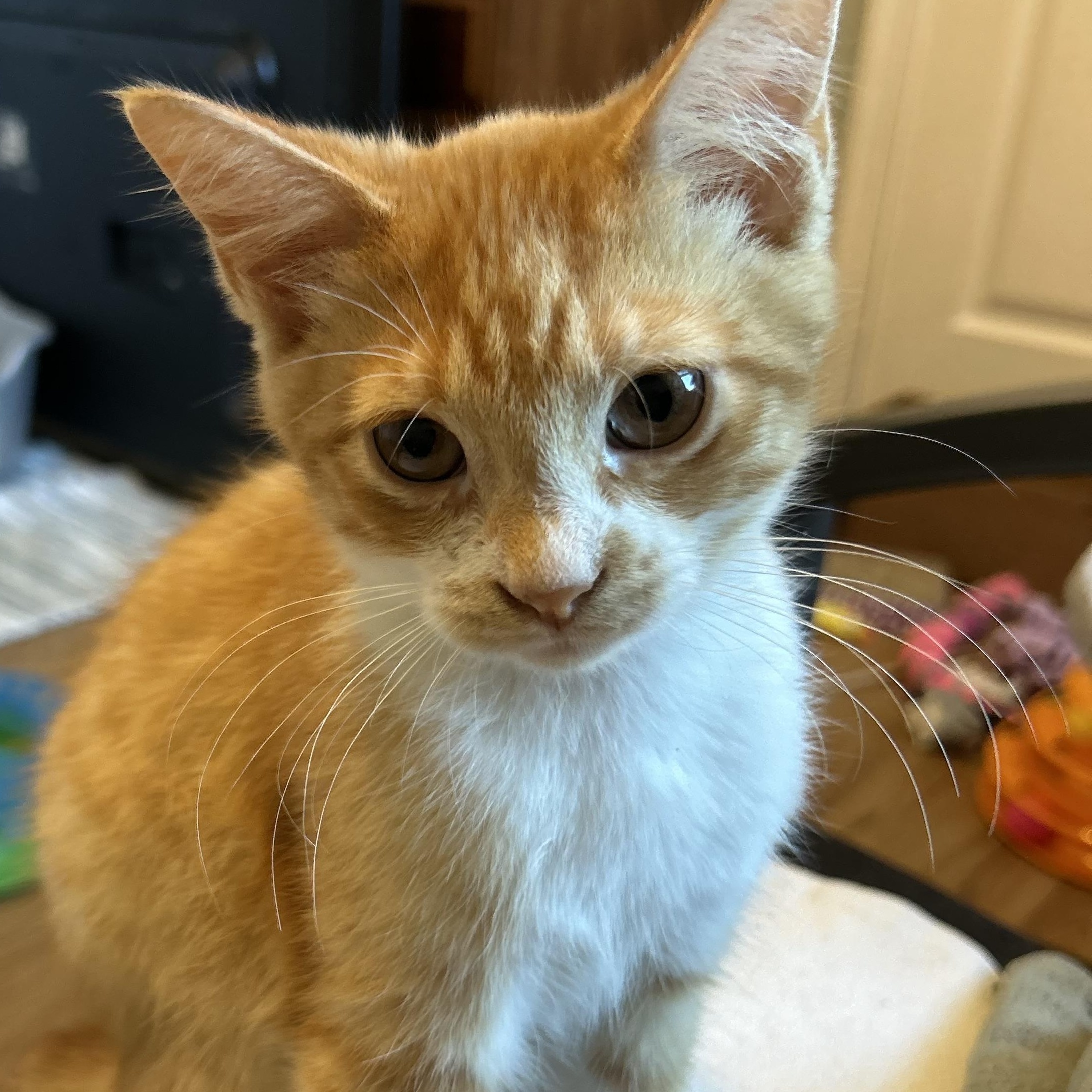 Enlarge Asher, a Adoptable mixed breed in Macomb, MI image 3/4